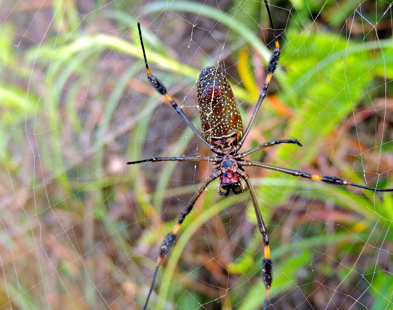 Golden Orb Weaver