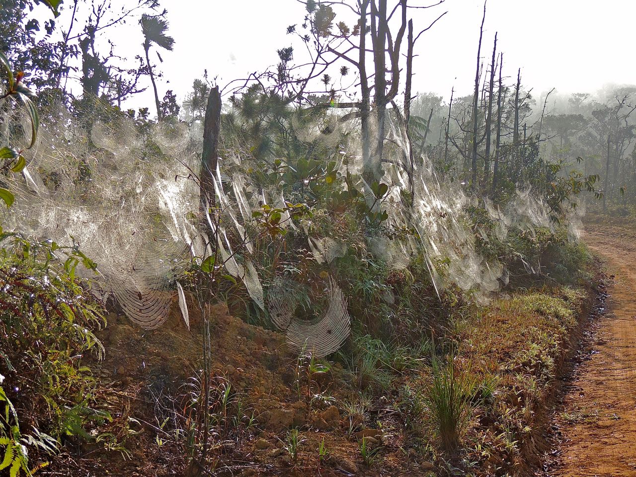 Golden Orb Weaver Webs