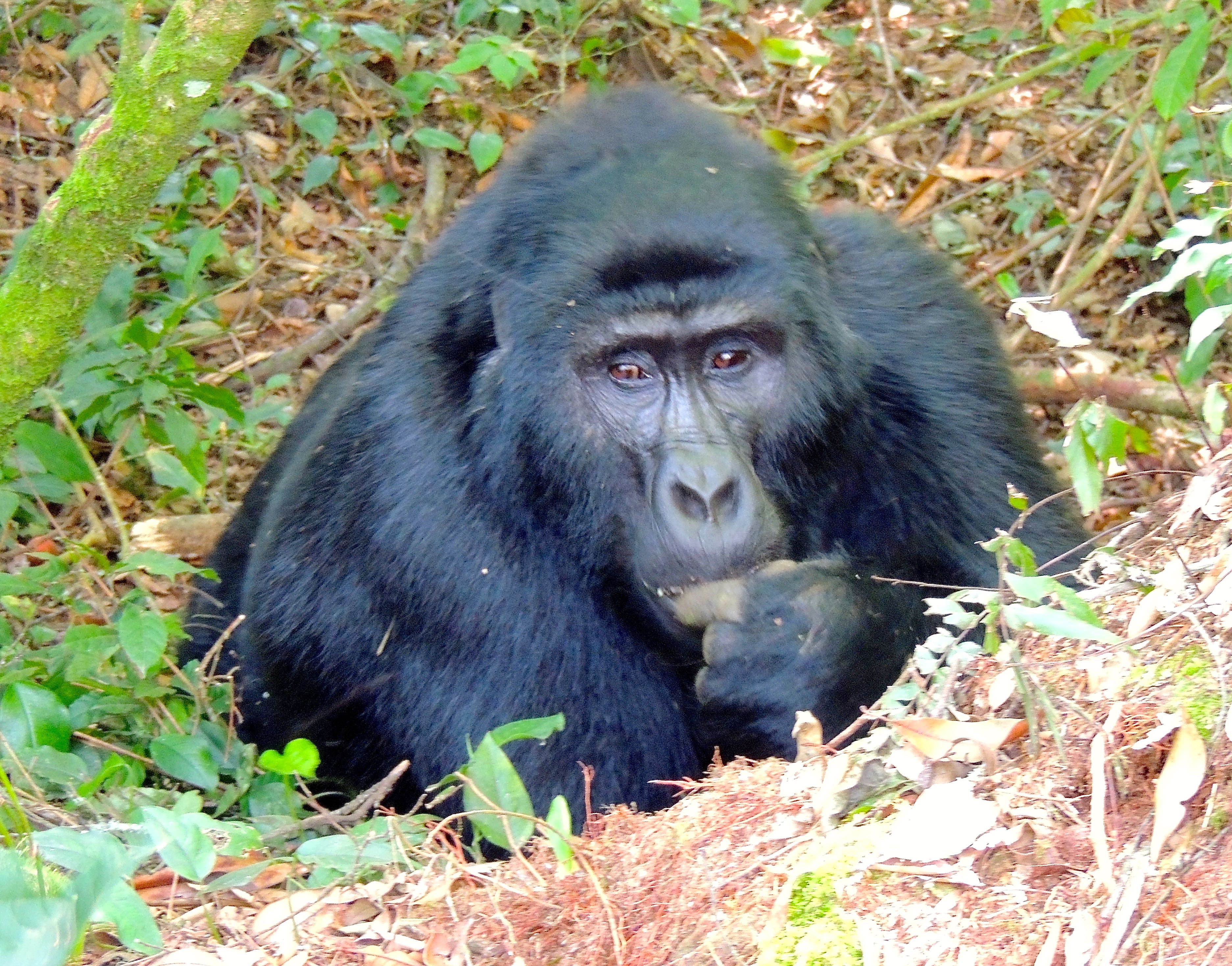 Mountain Gorilla