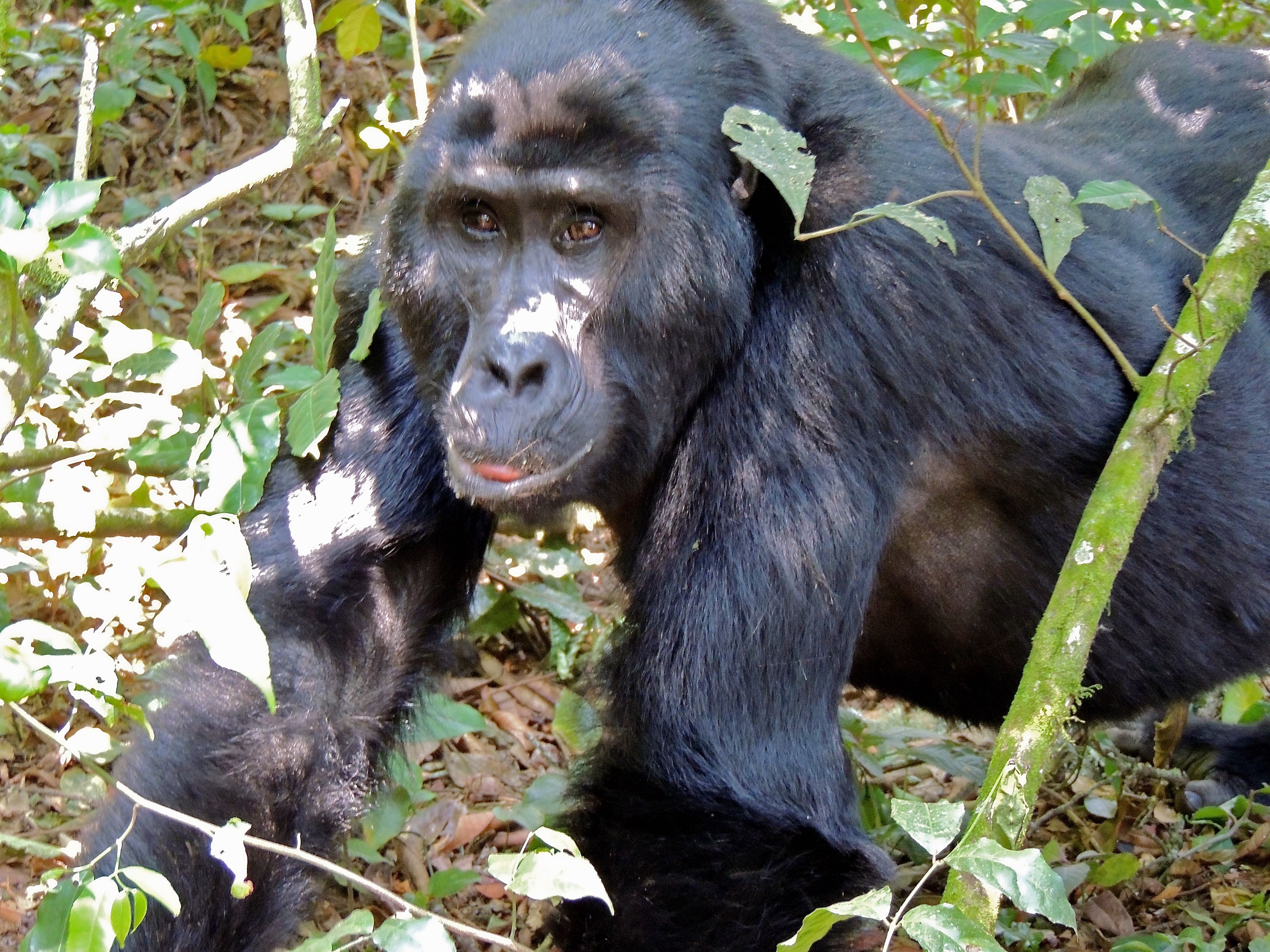 Mountain Gorilla