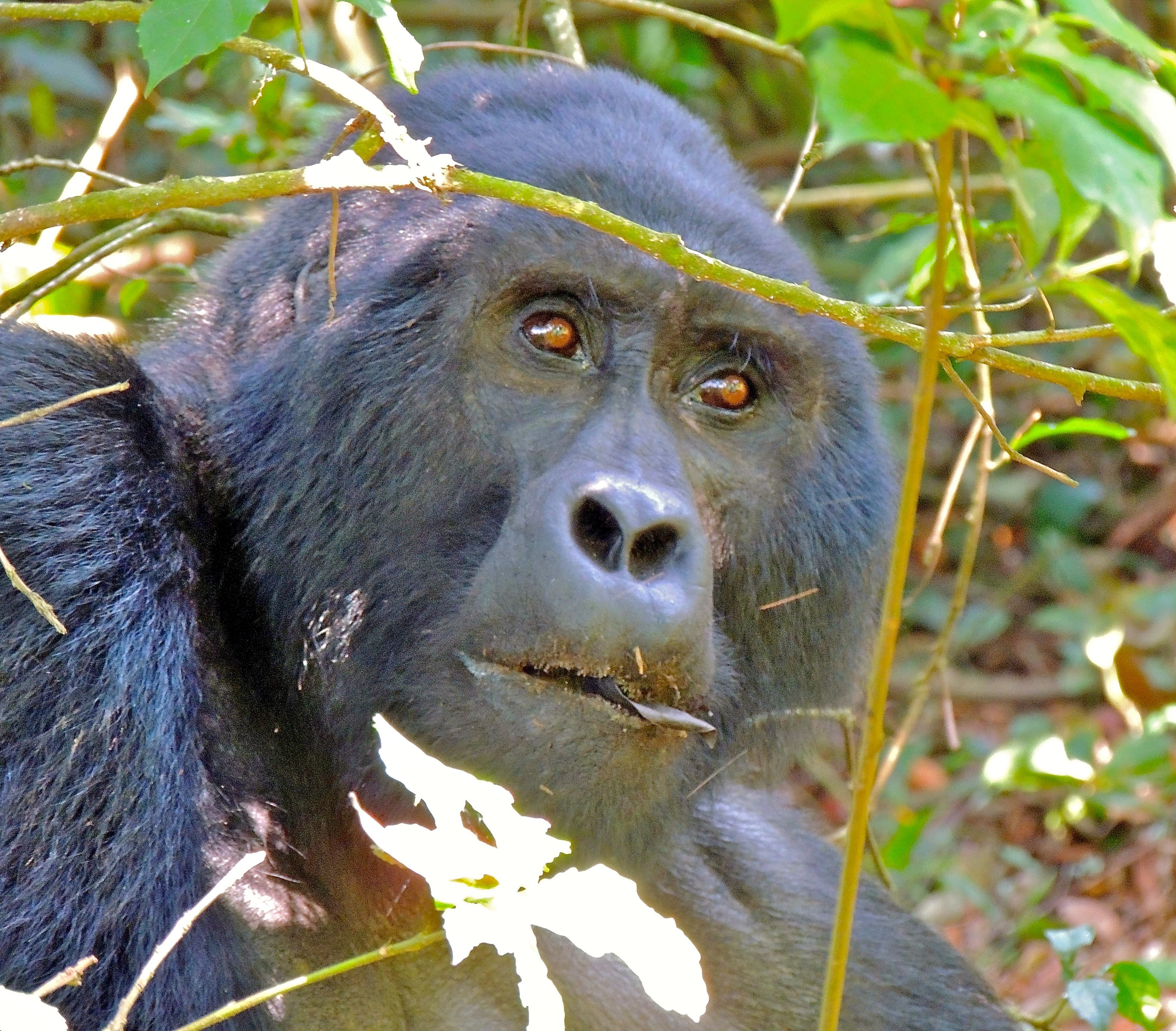 Mountain Gorilla