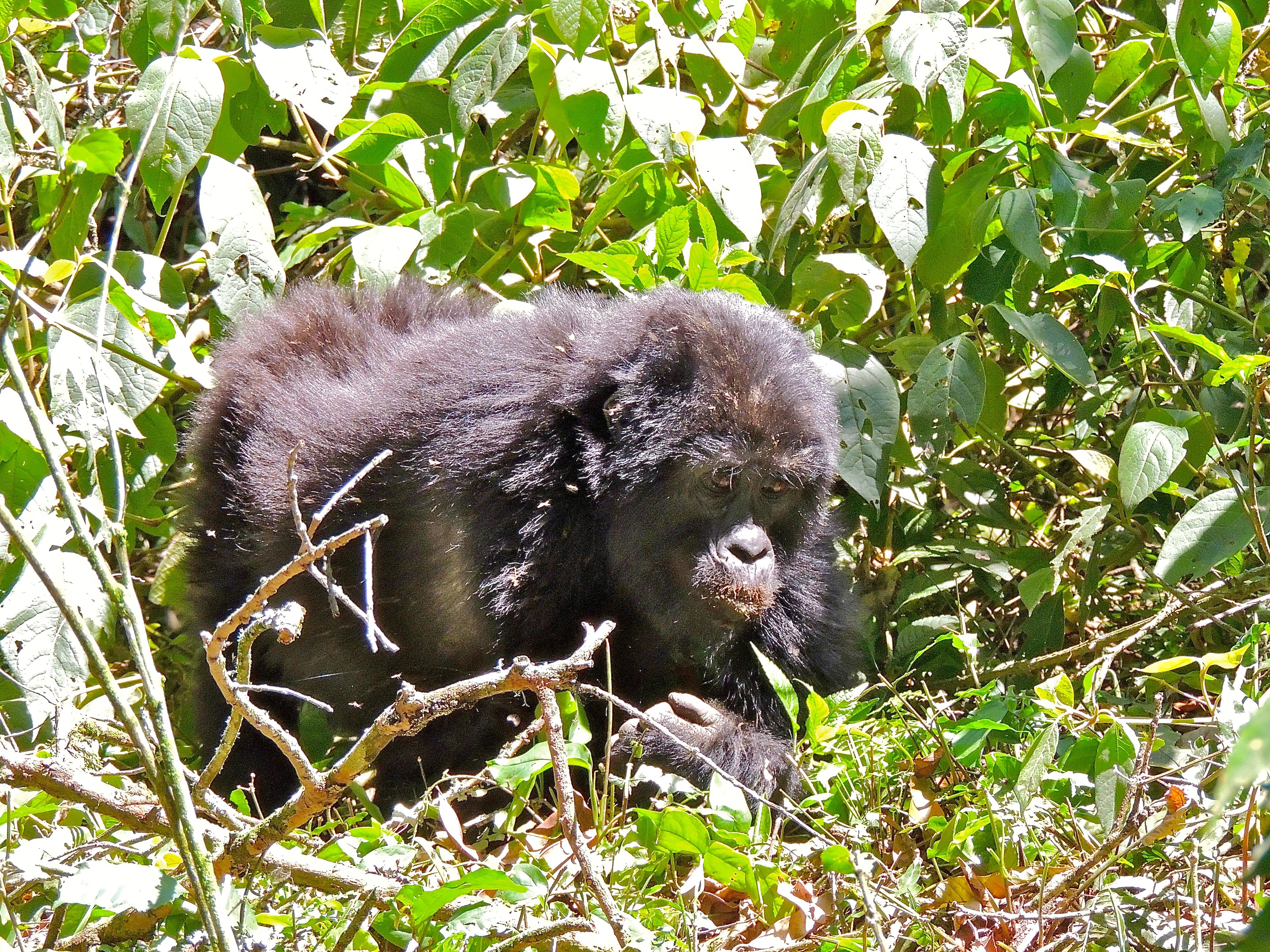 Mountain Gorilla