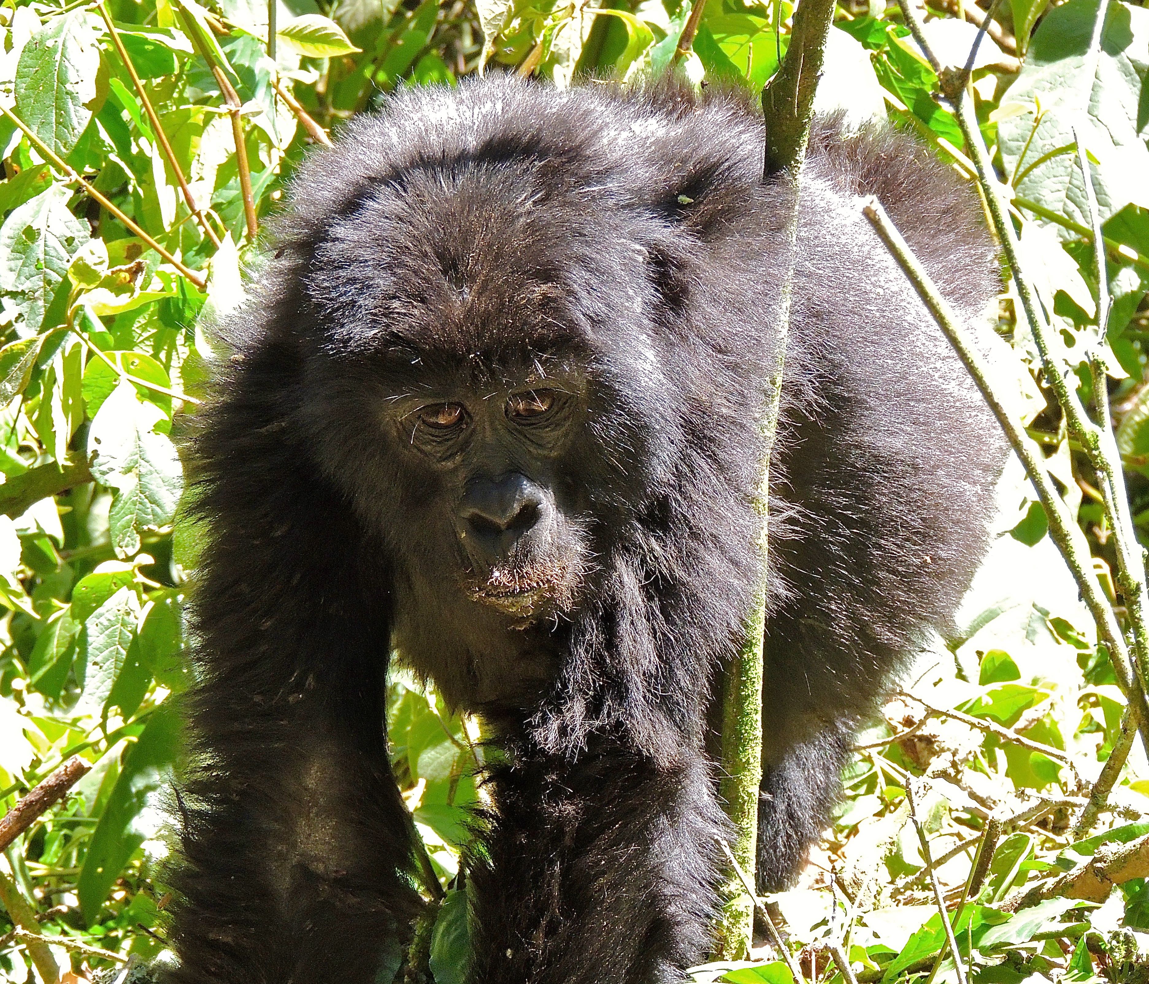 Mountain Gorilla