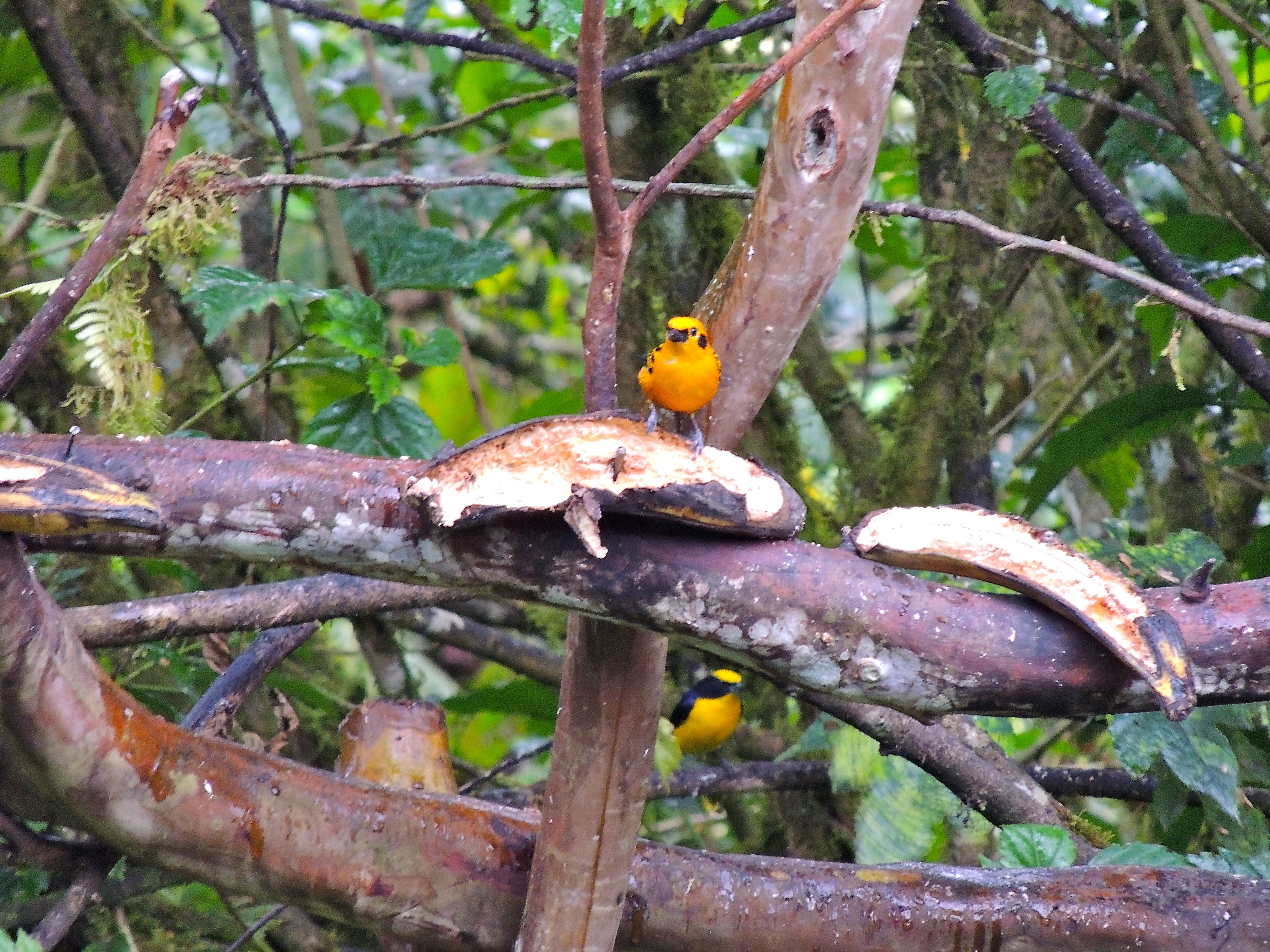 Golden Tanager and Thick-billed Euphonia