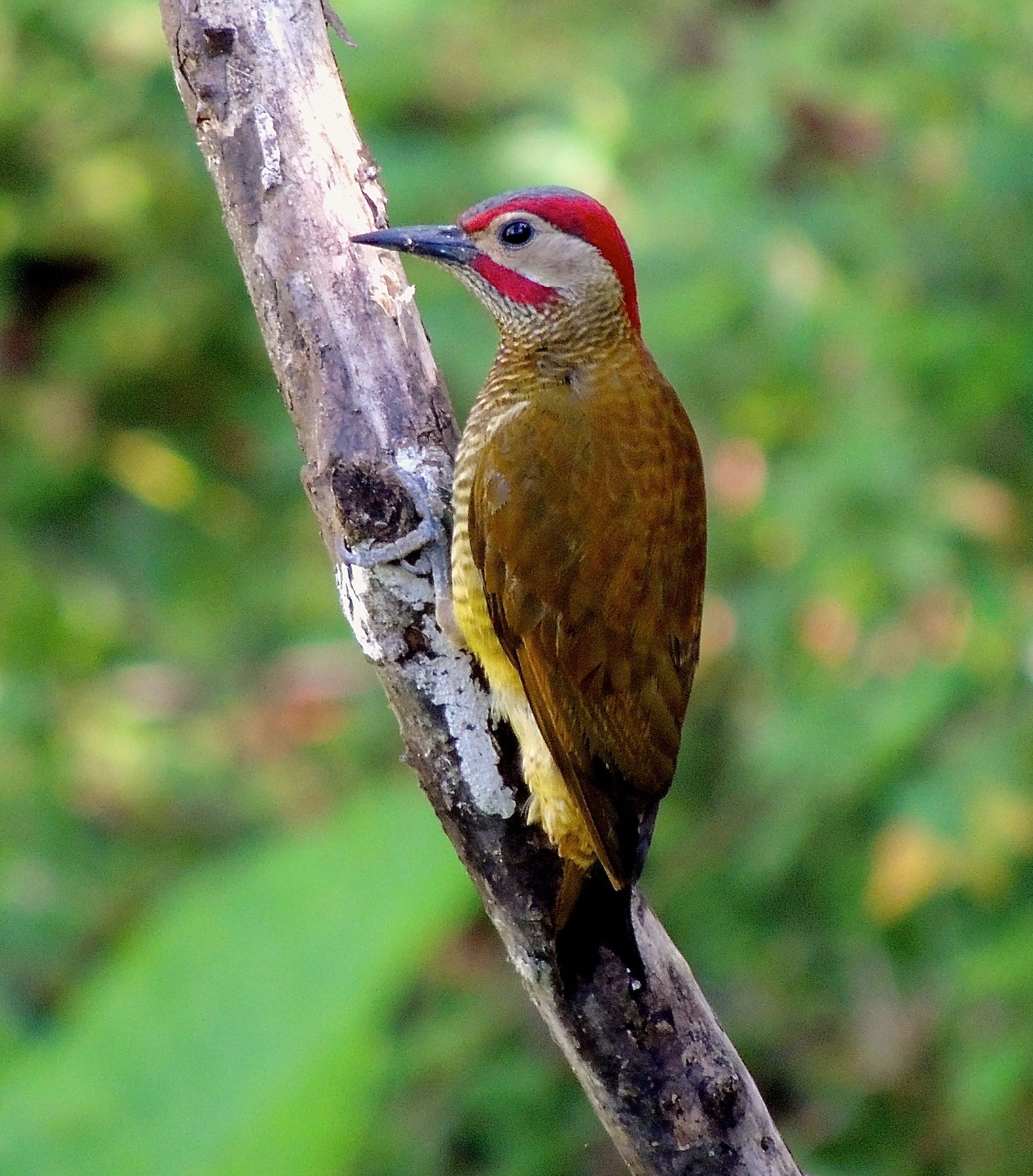 Golden-olive Woodpecker