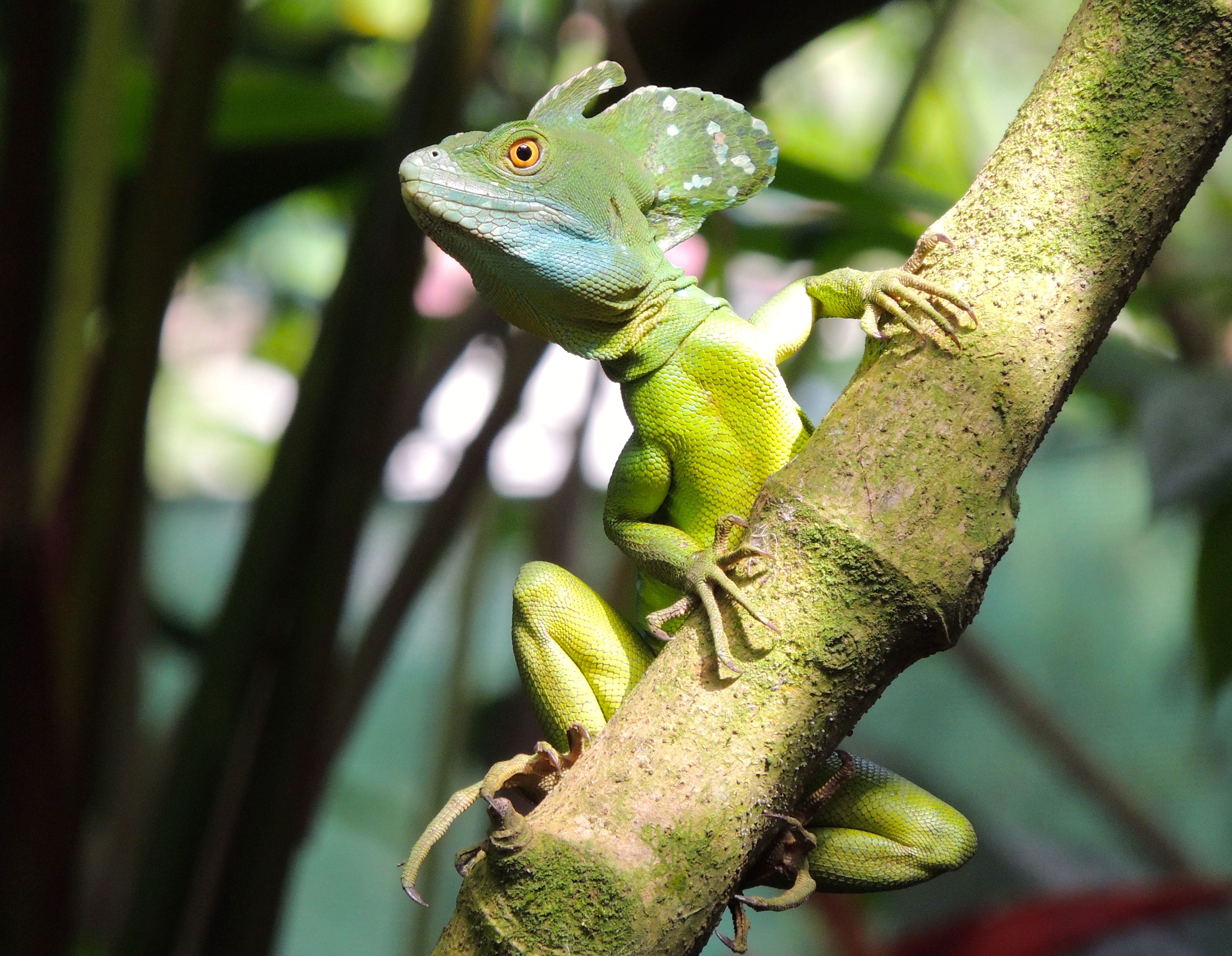 Green Basilisk