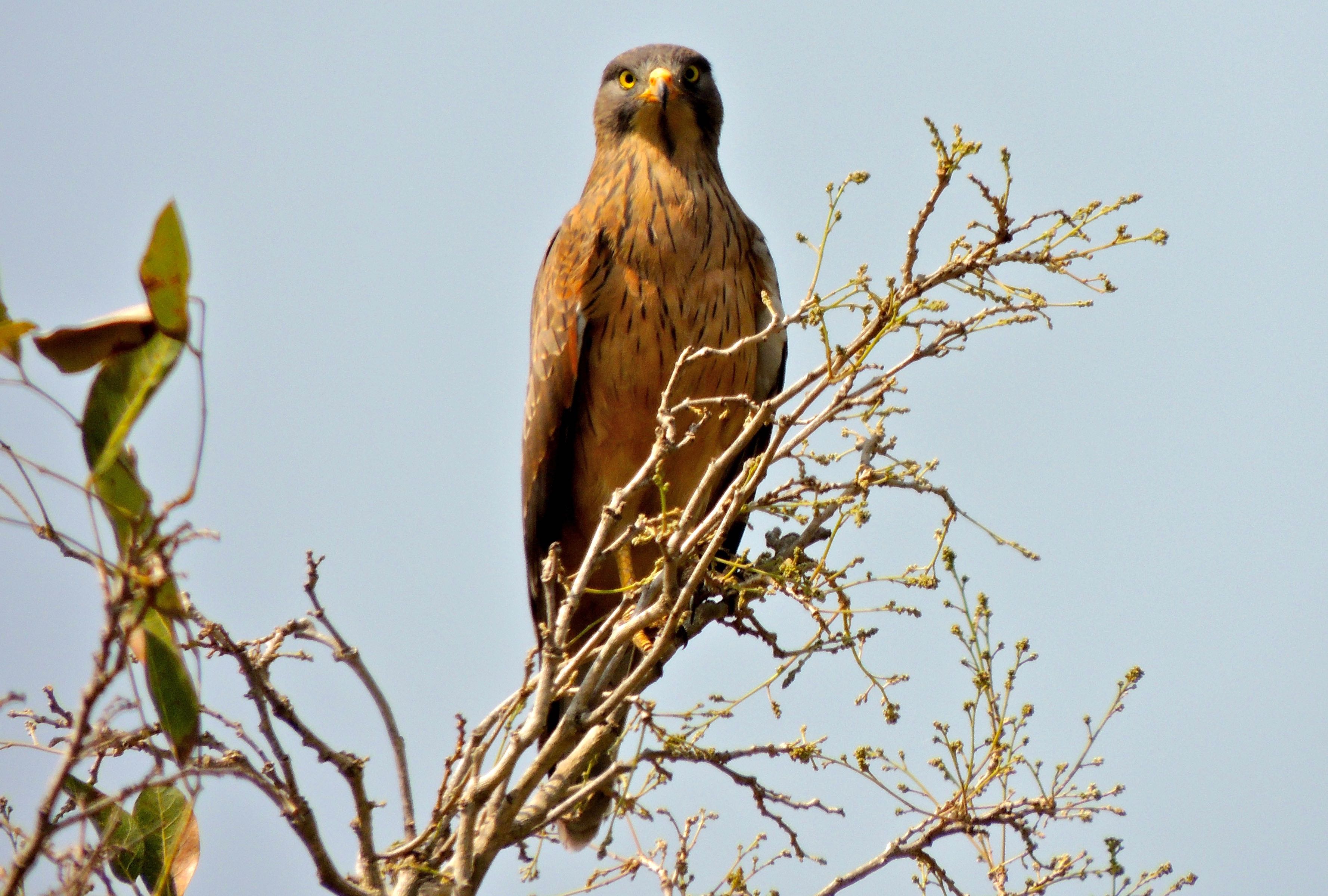 GrasshopperBuzzard