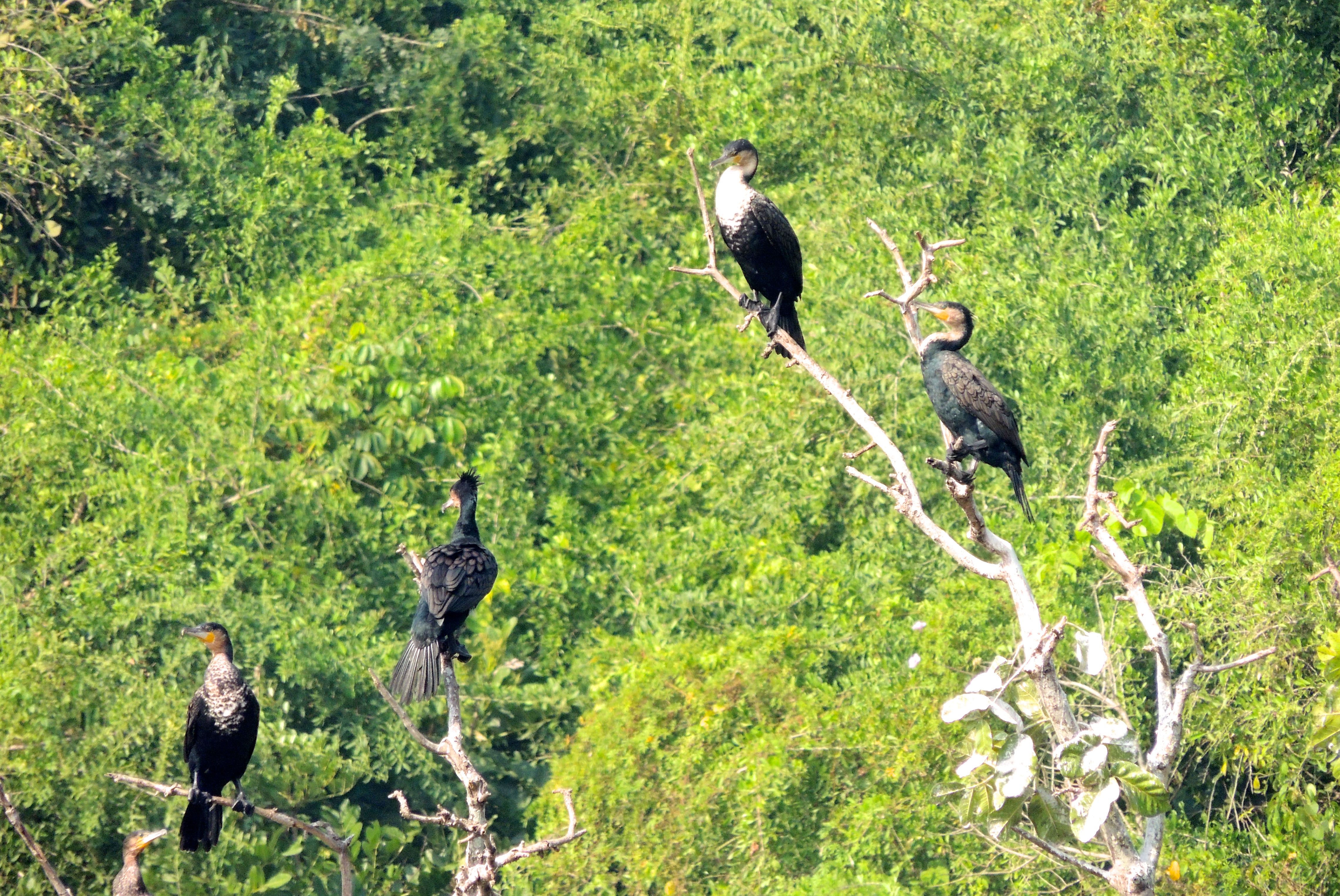 Great Cormorants