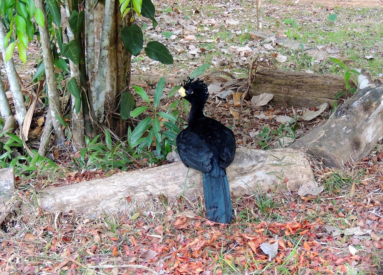 Great Curassow