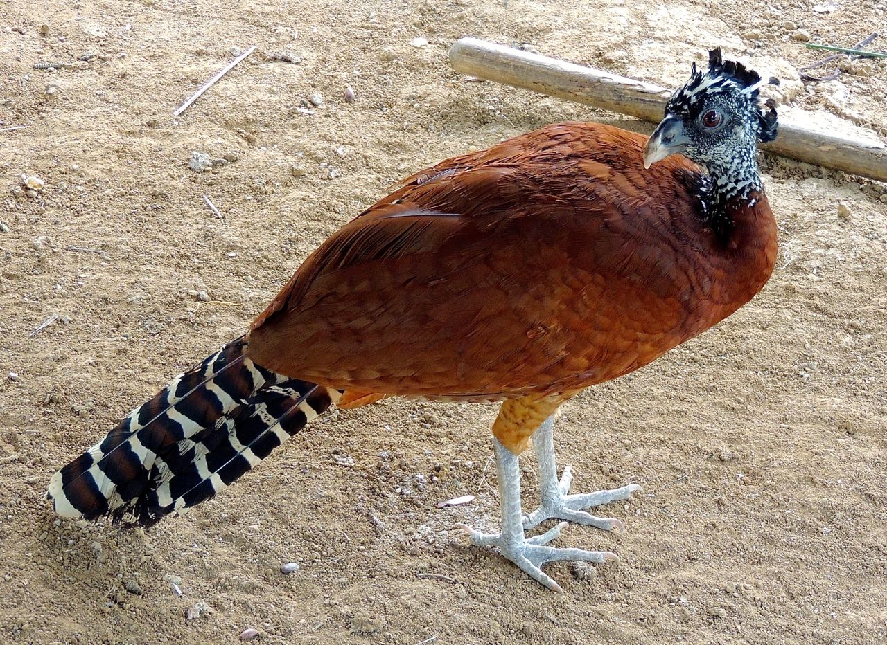 Great Curassow