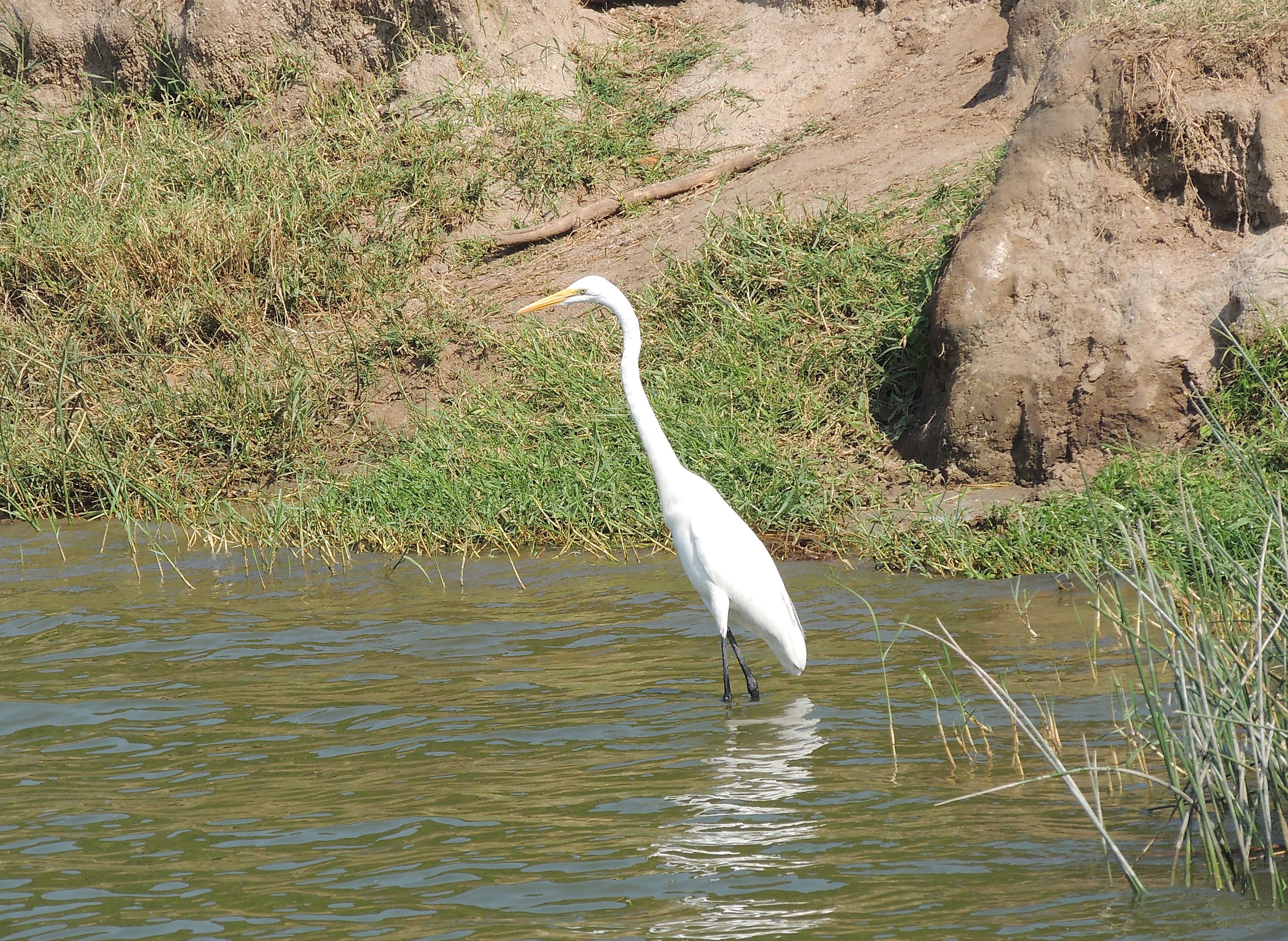 Great Egret