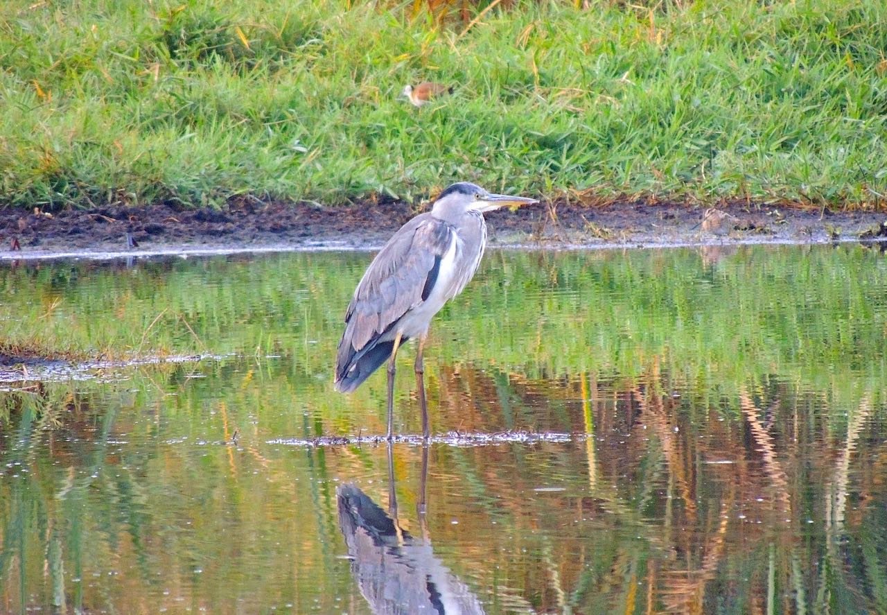 Grey Heron