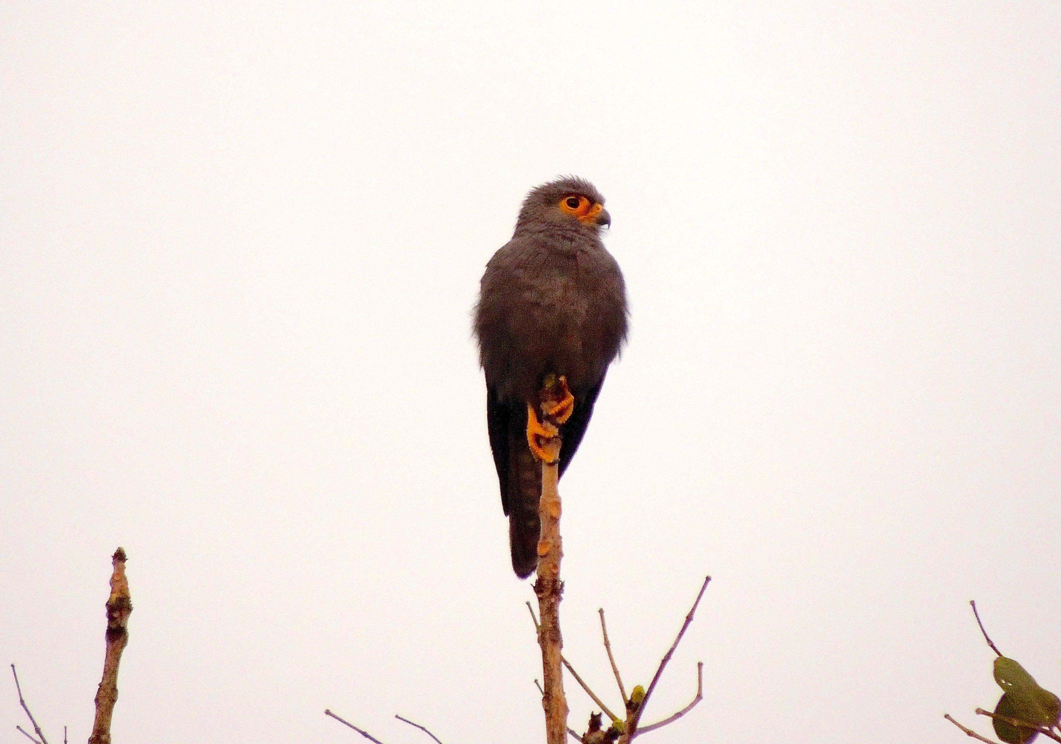 Grey Falcon