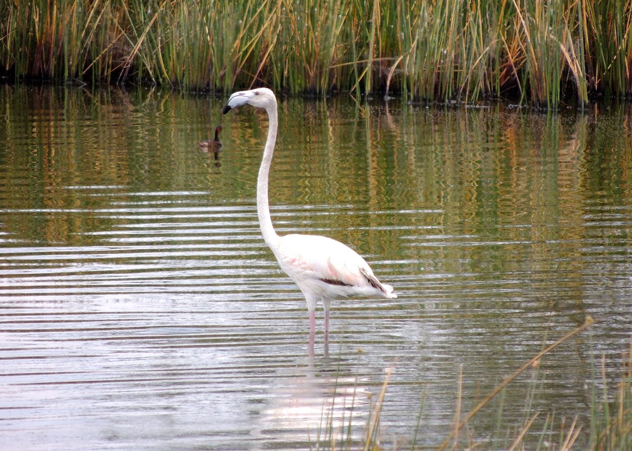 Greater Flamingos