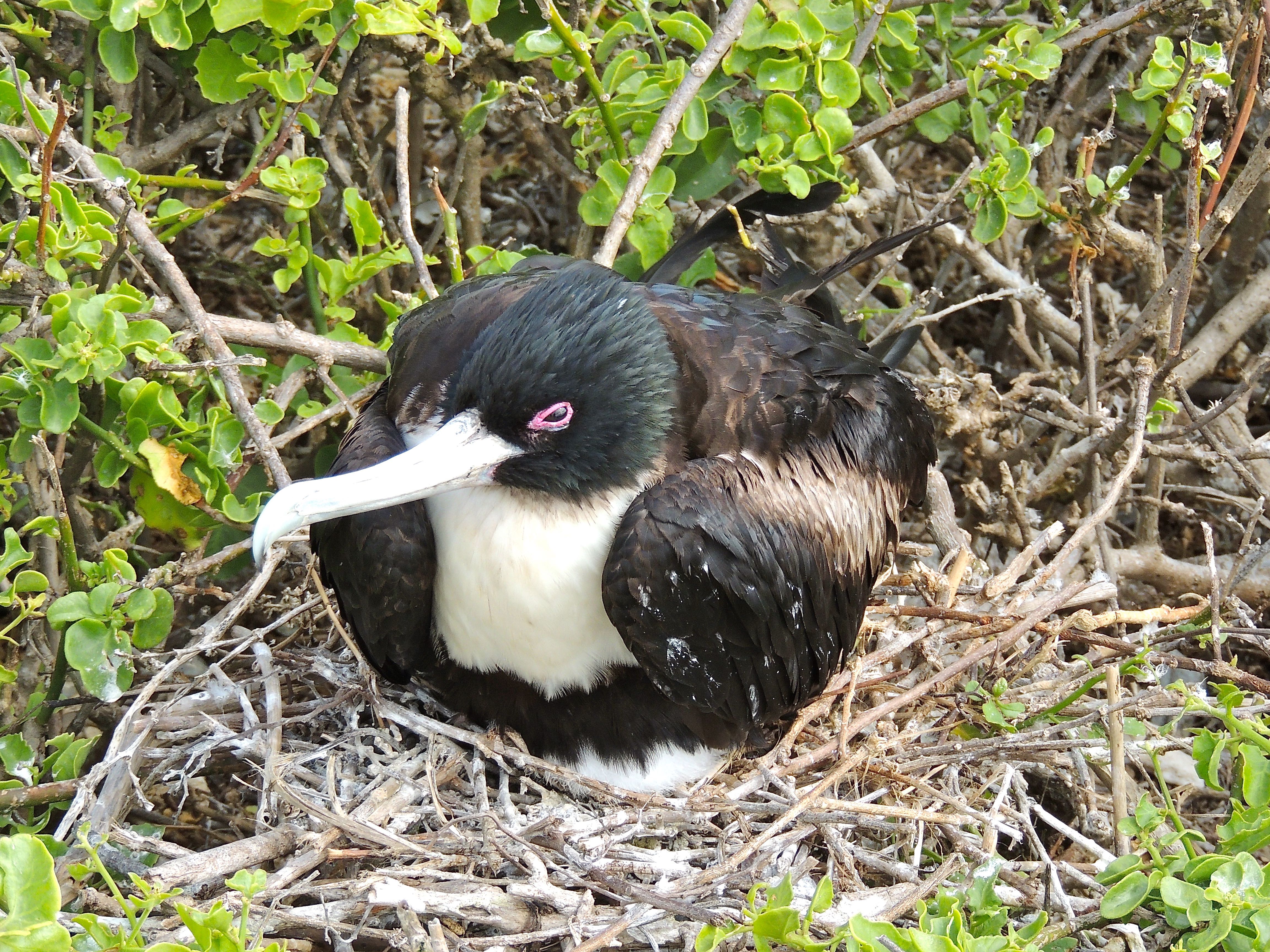 Great Frigatebird