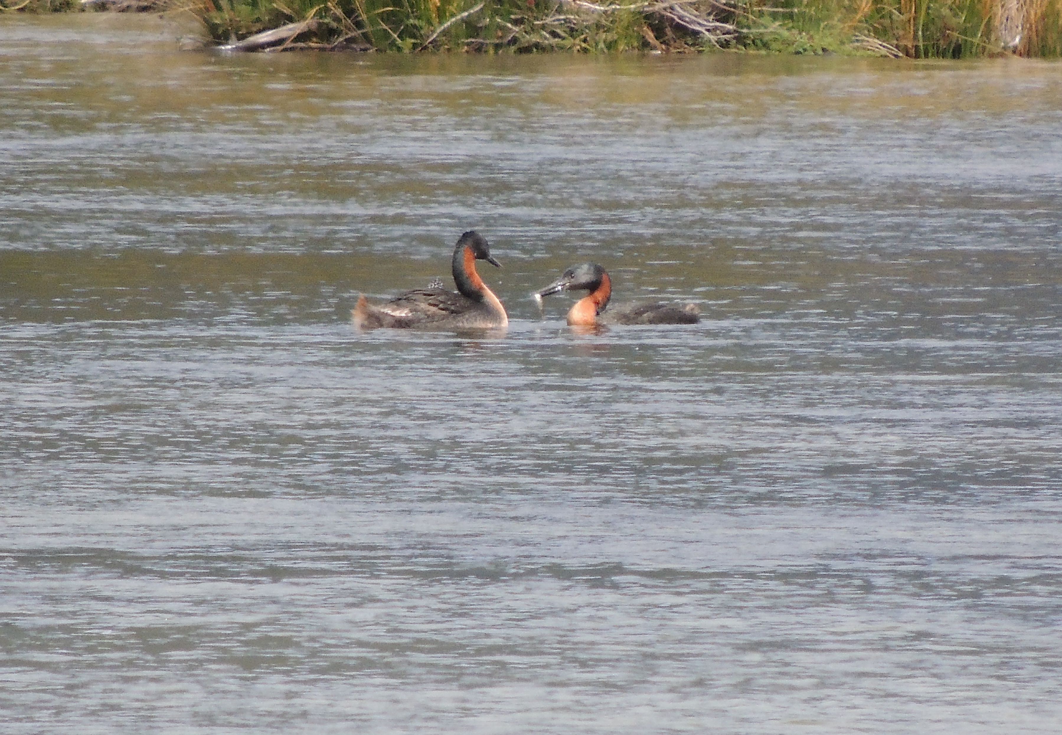 Great Grebes