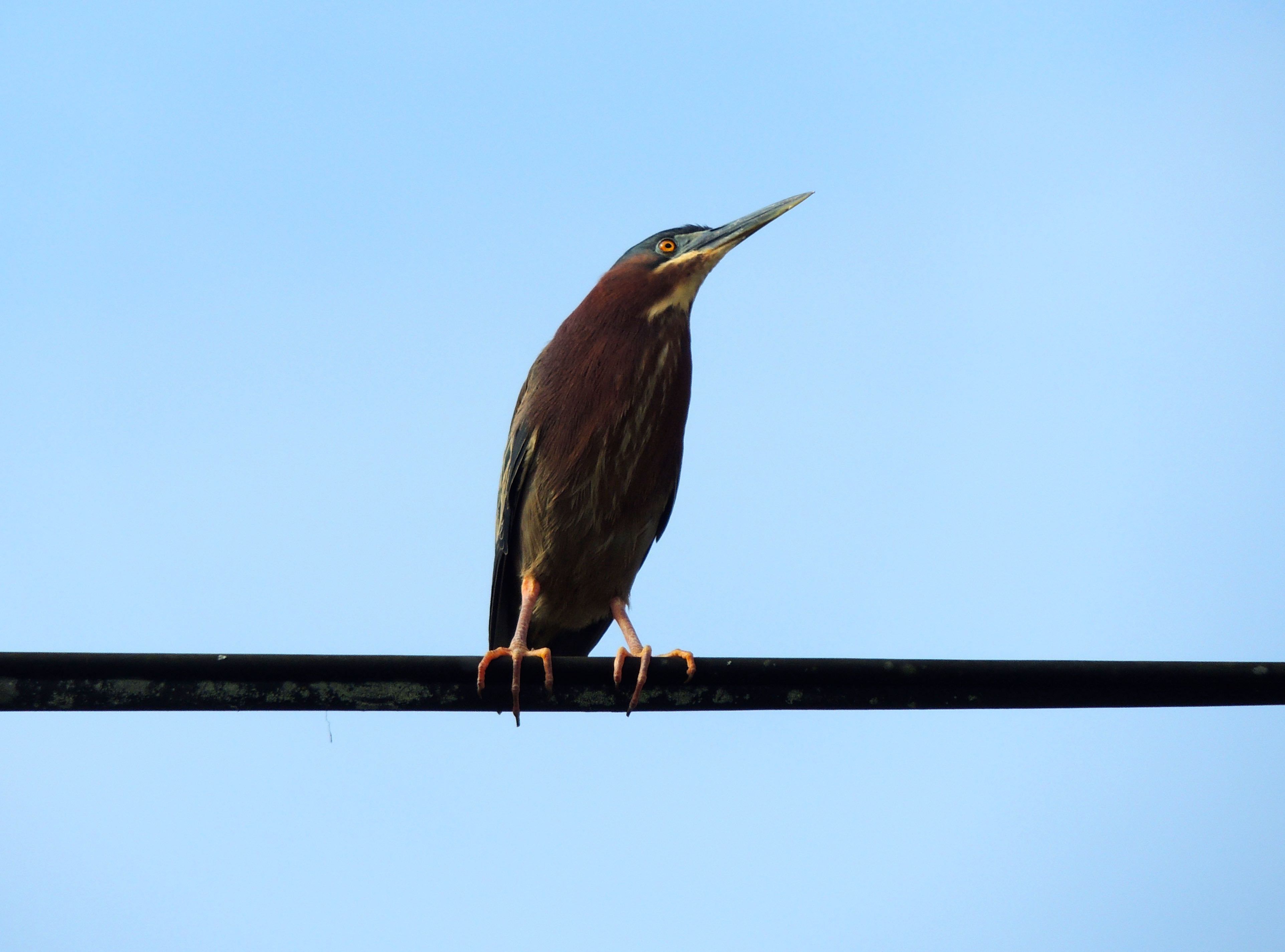 Green Heron