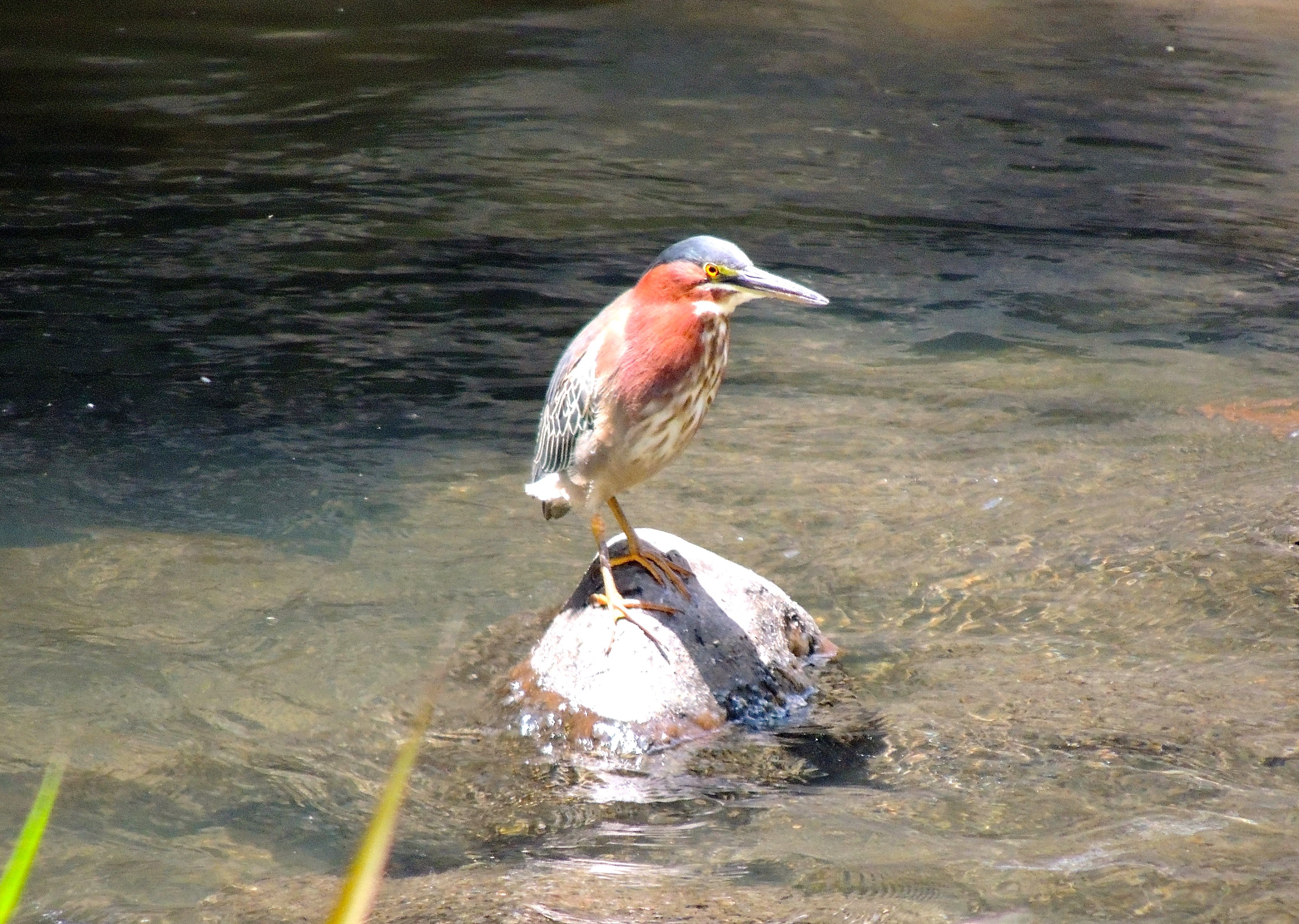 Green Heron