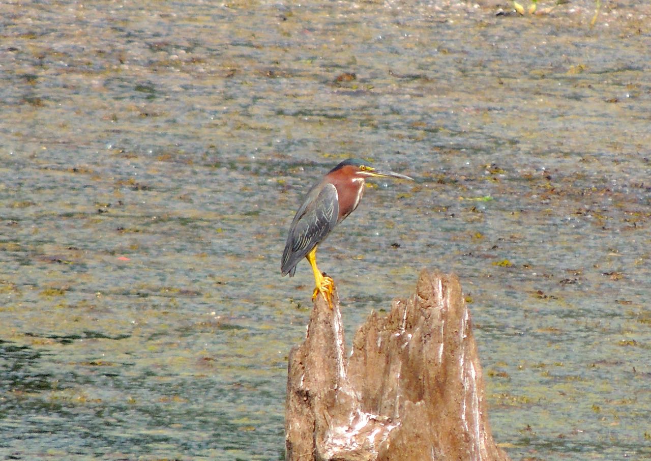 Green Heron