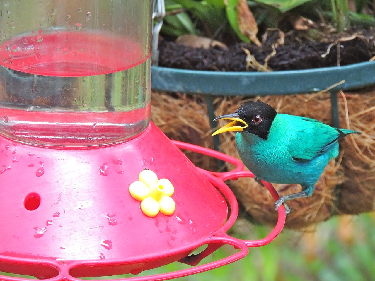 Green Honeycreeper