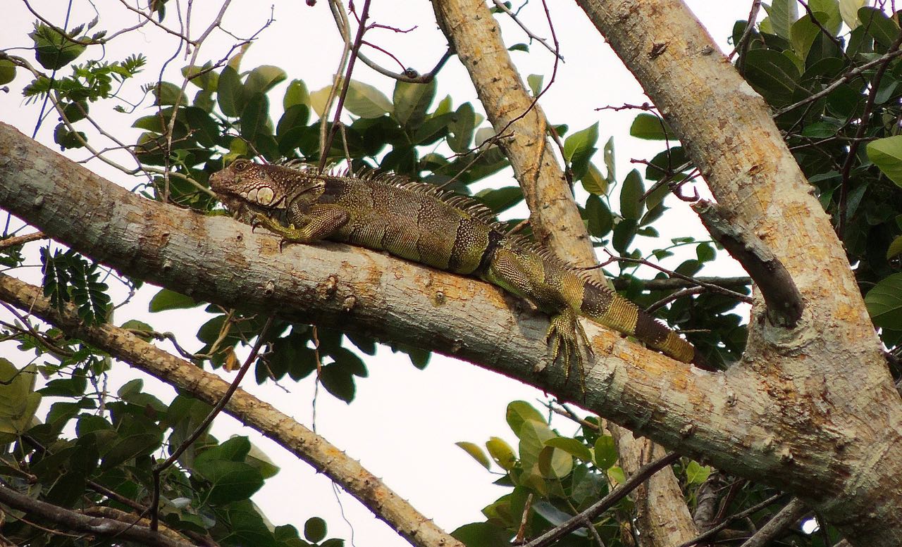 Green Iguana