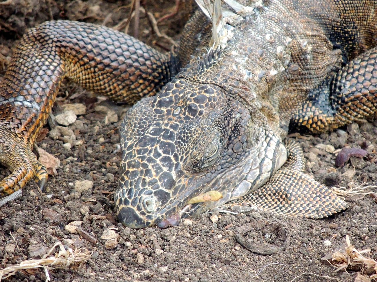 Green Iguana