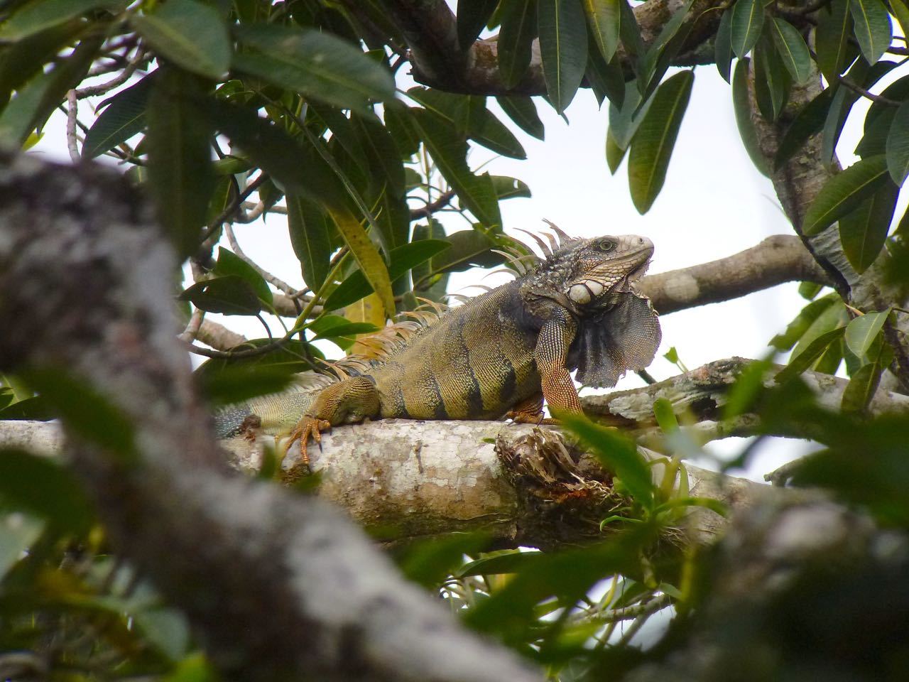 Green Iguana