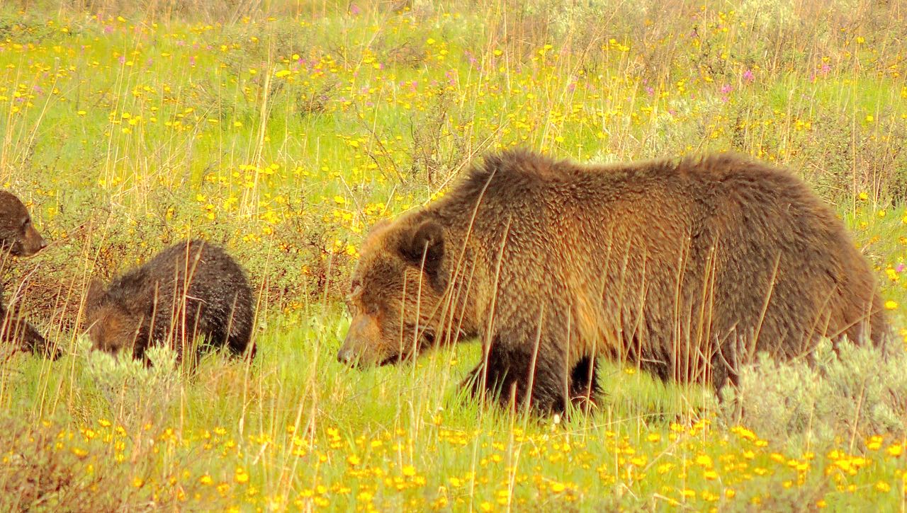 Grizzly Bears