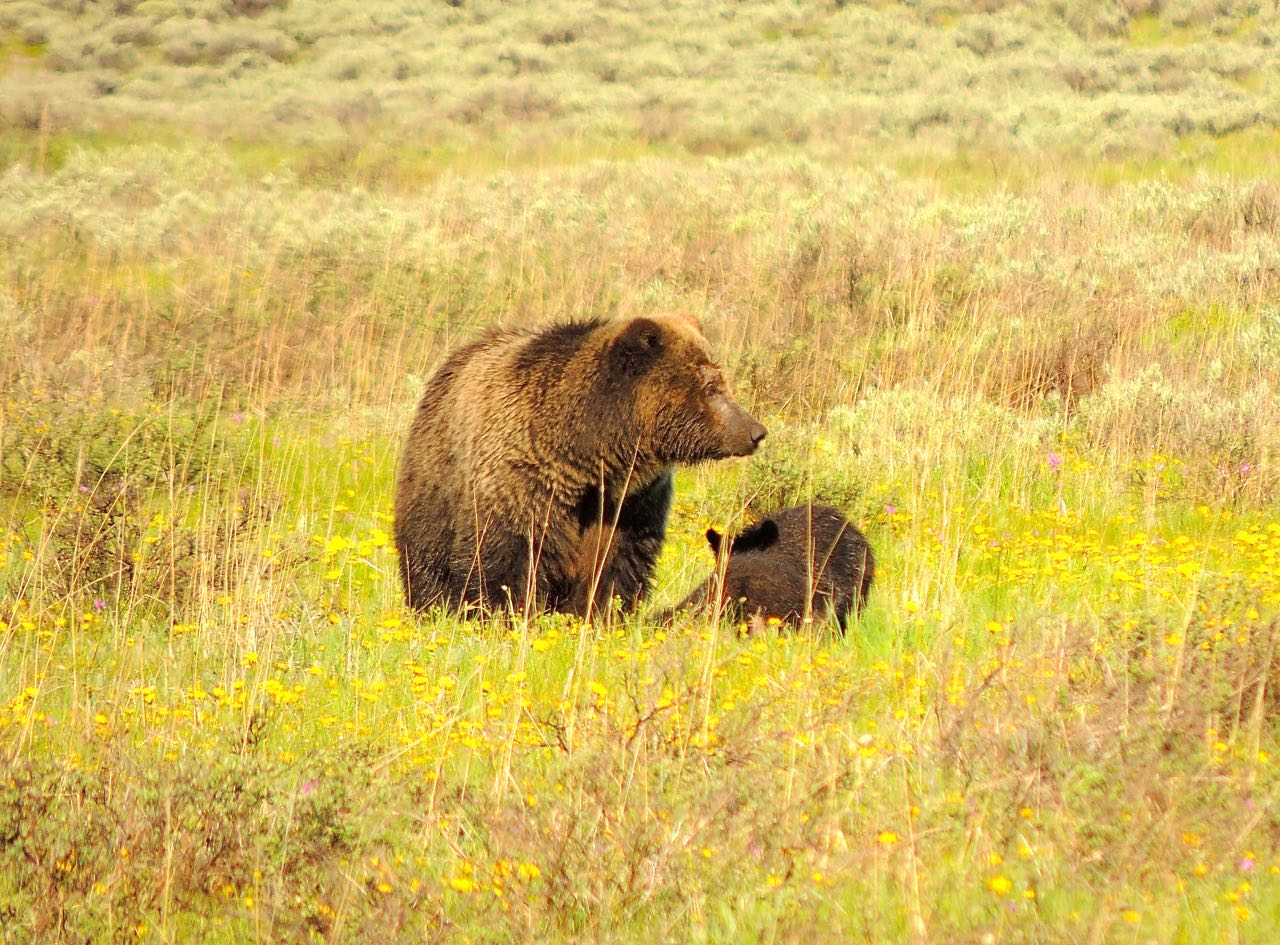 Grizzly Bears