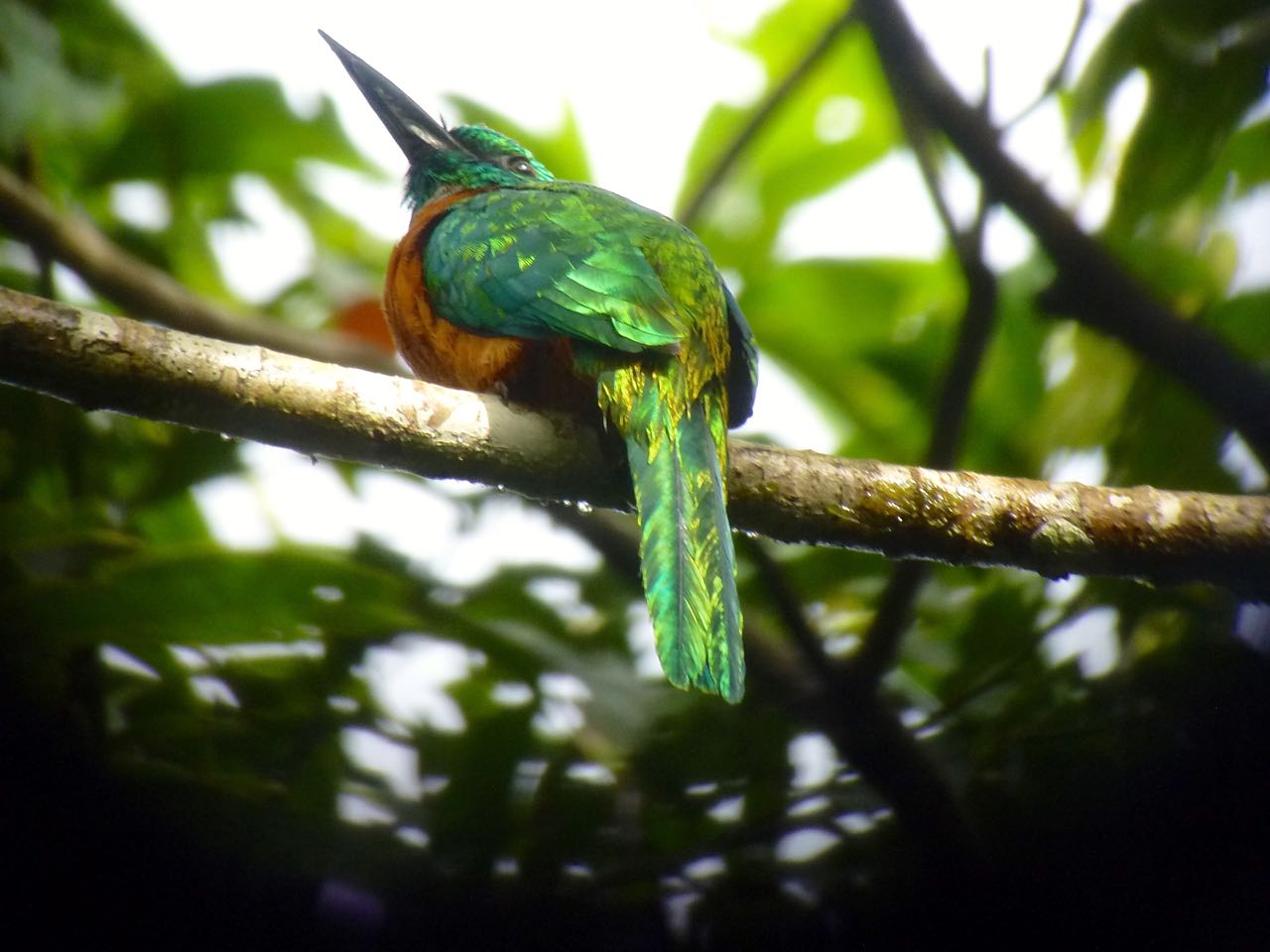 Great Jacamar