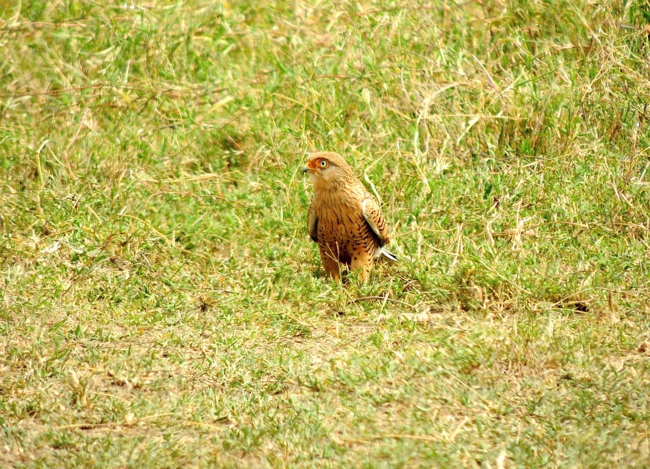 Greater Kestrel