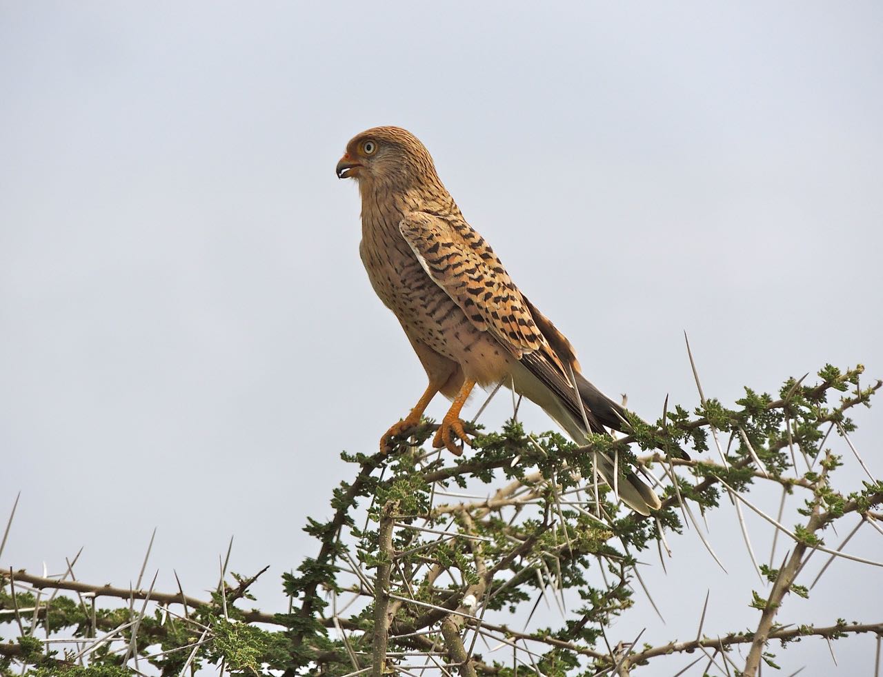 Greater Kestrel