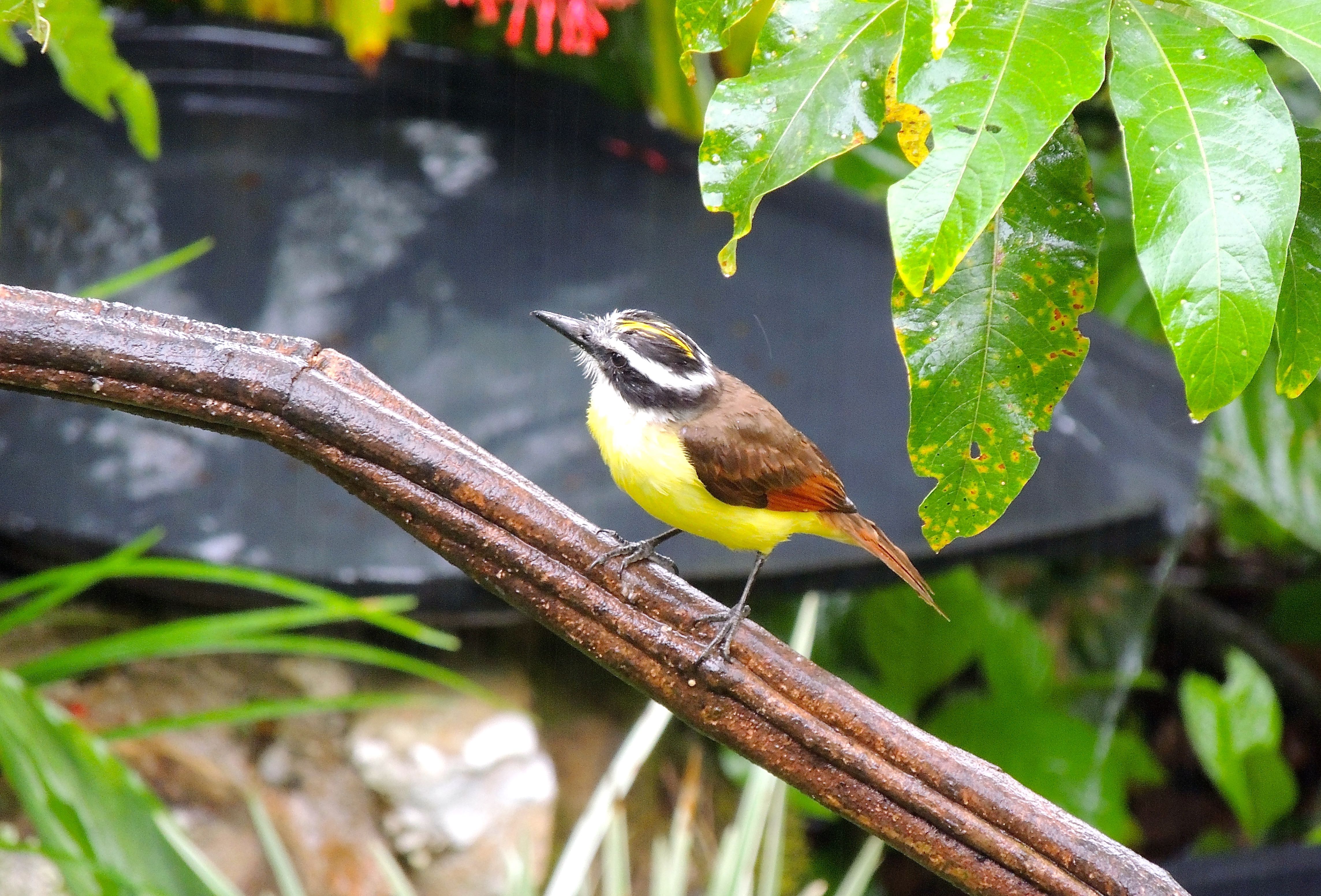 Great Kiskadee