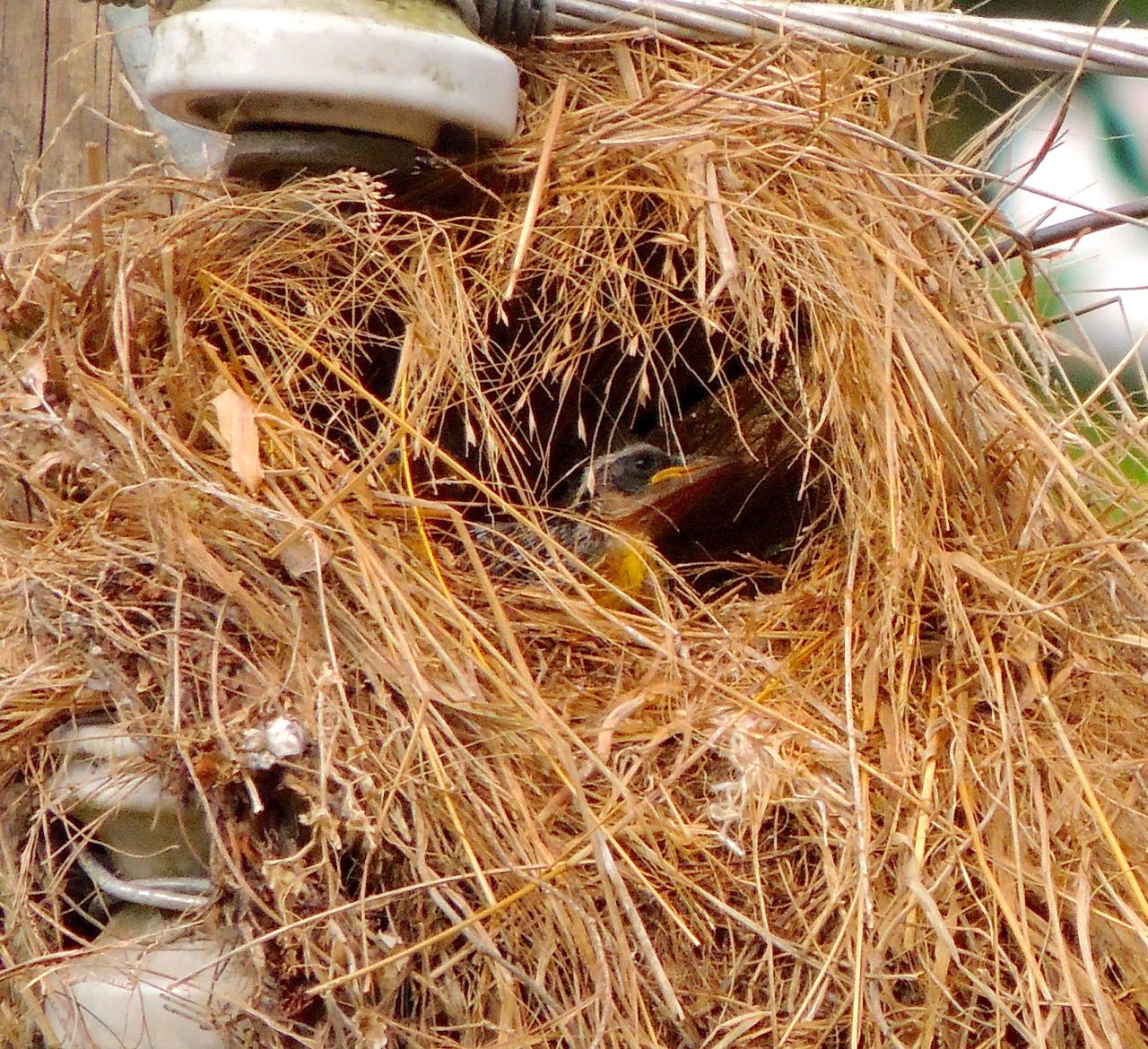 Great Kiskadee