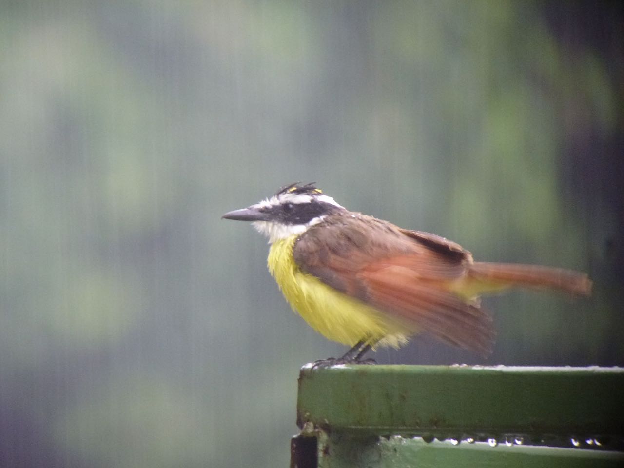 Great Kiskadee