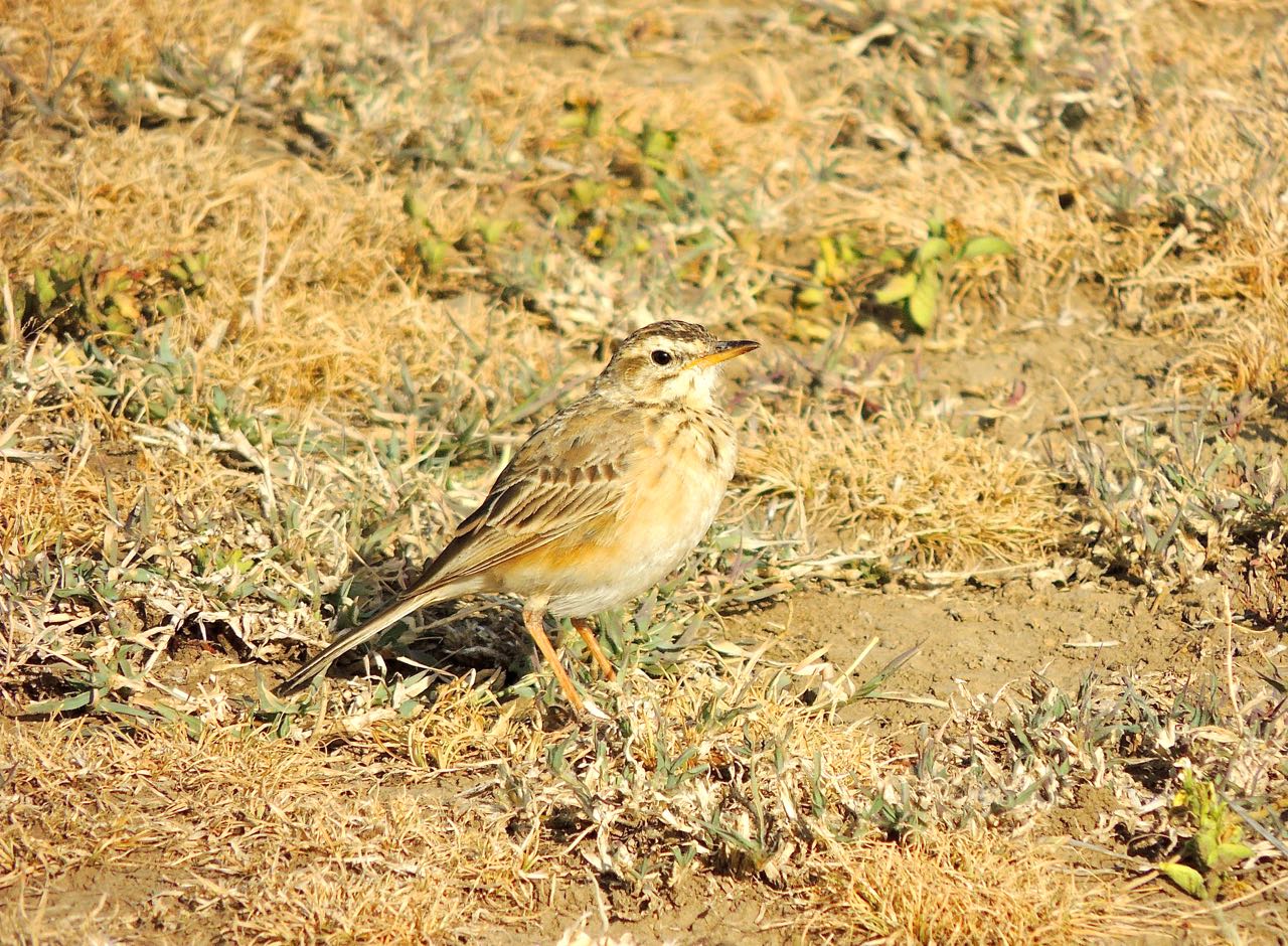 Grasveld Pipit