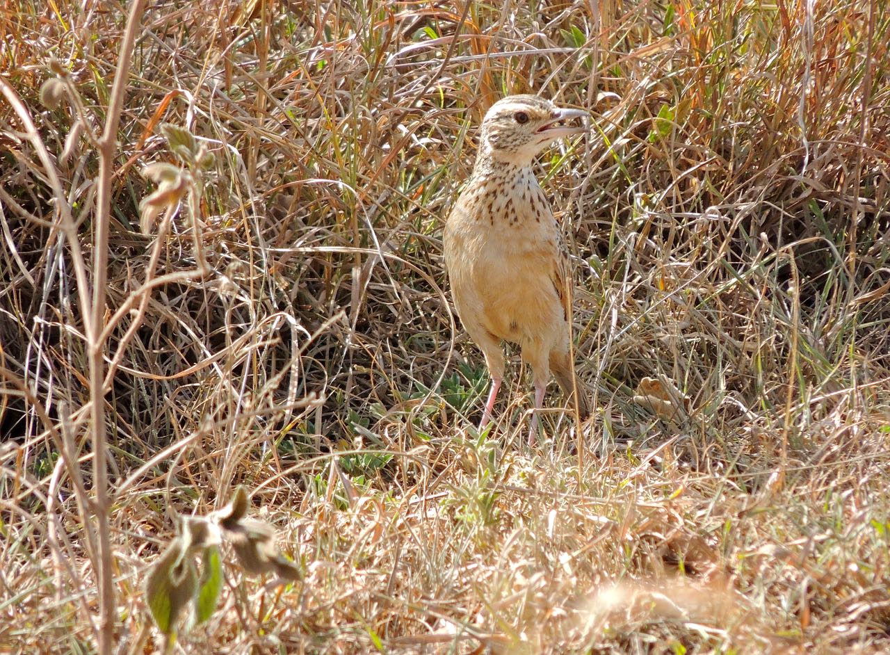 Grasveld Pipit