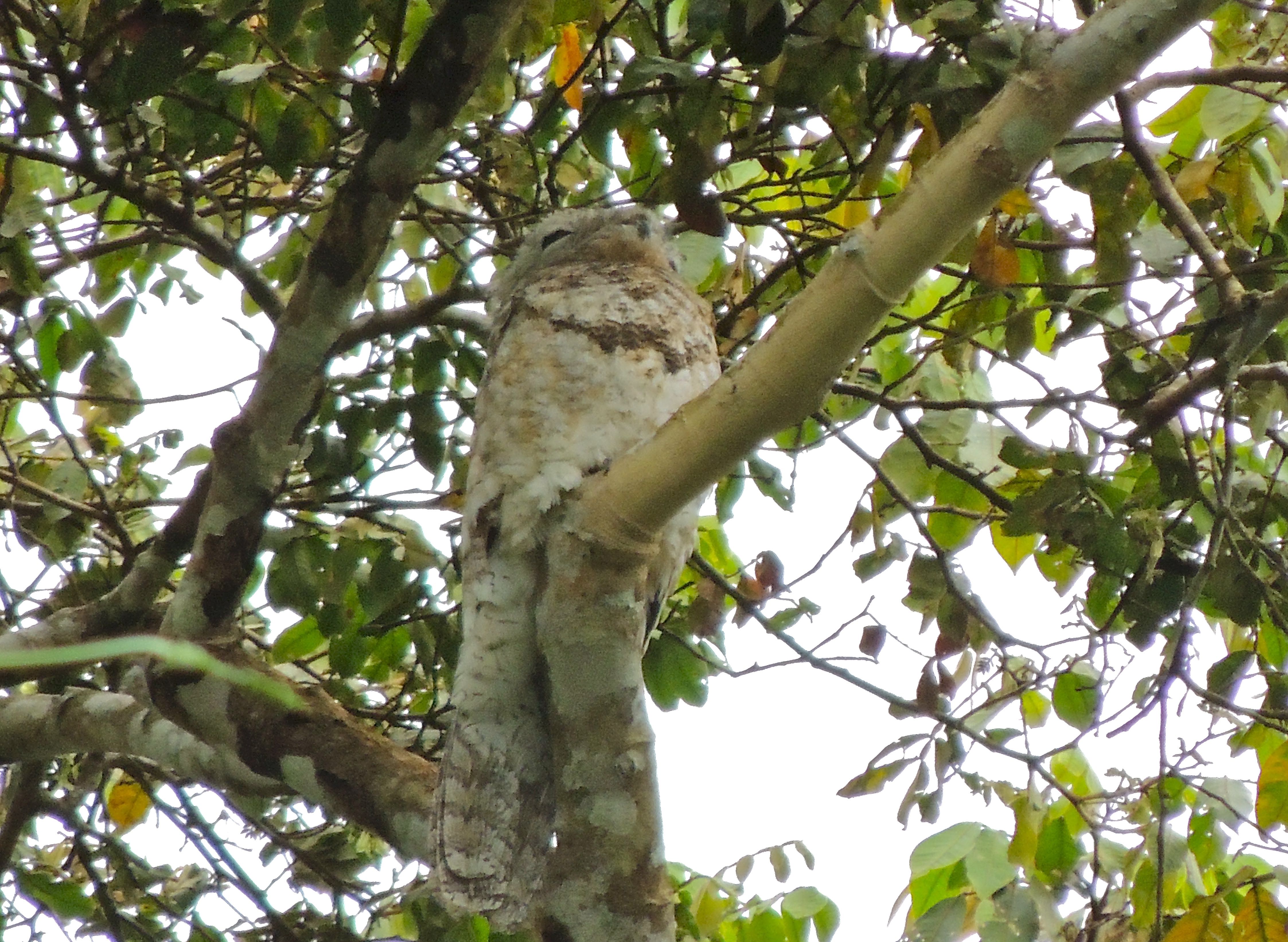 Great Potoo