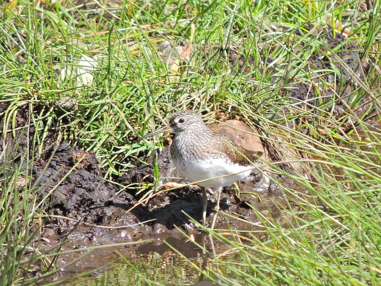 Green Sandpiper