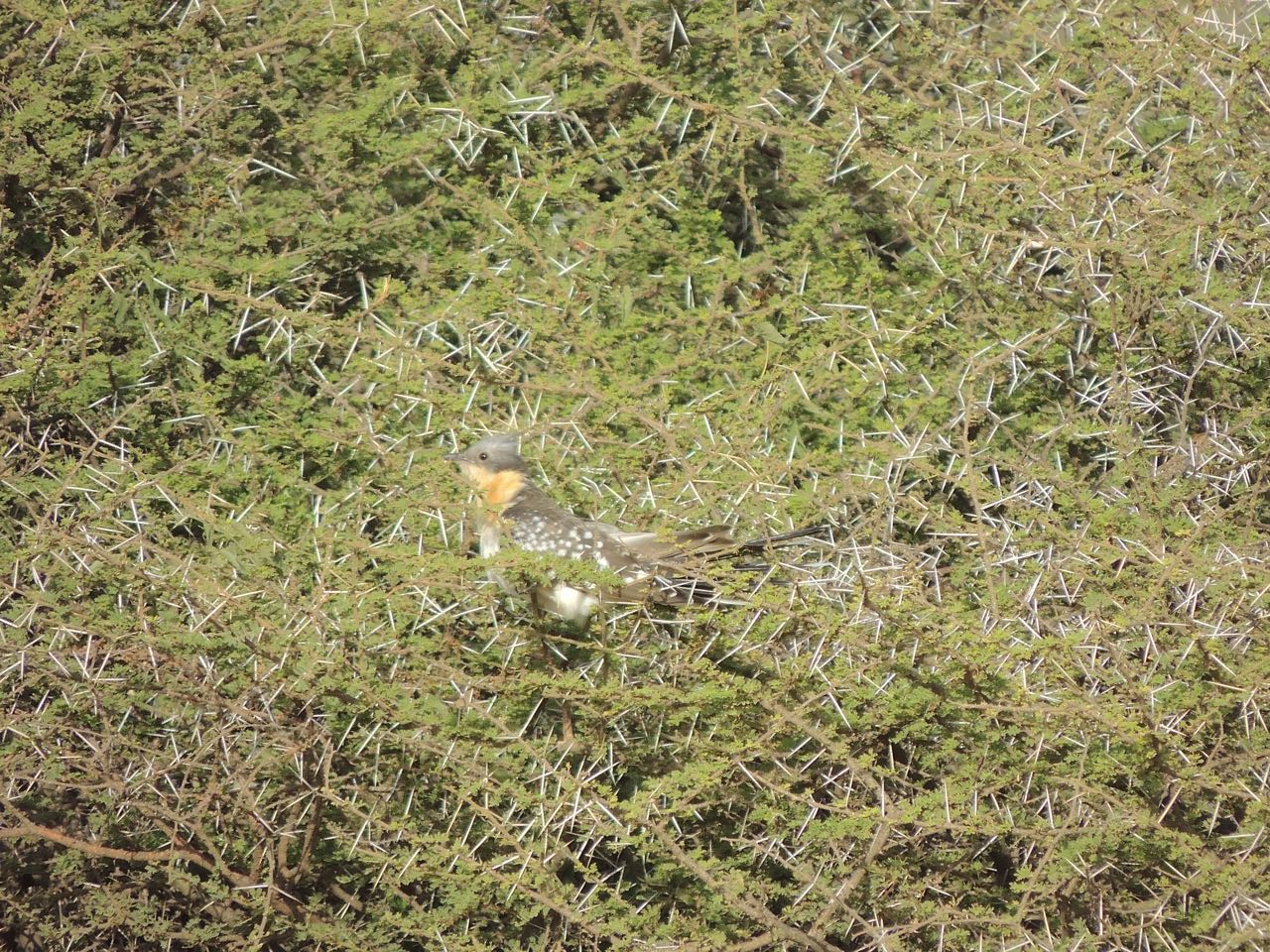 Great Spotted Cuckoo