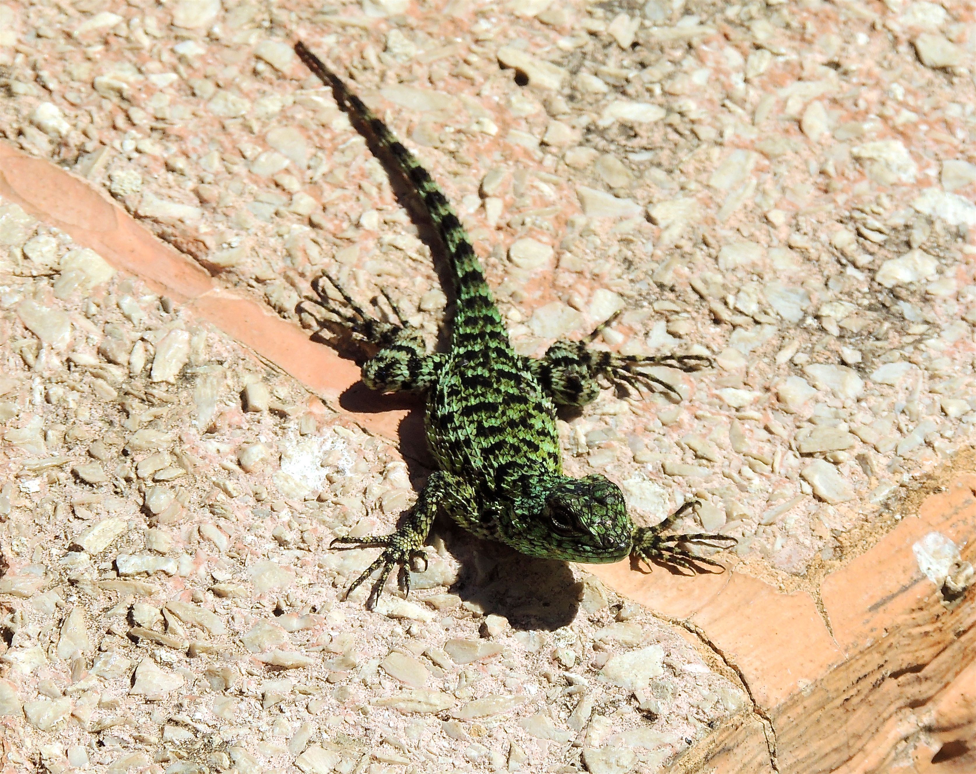 Green Spiny Lizard