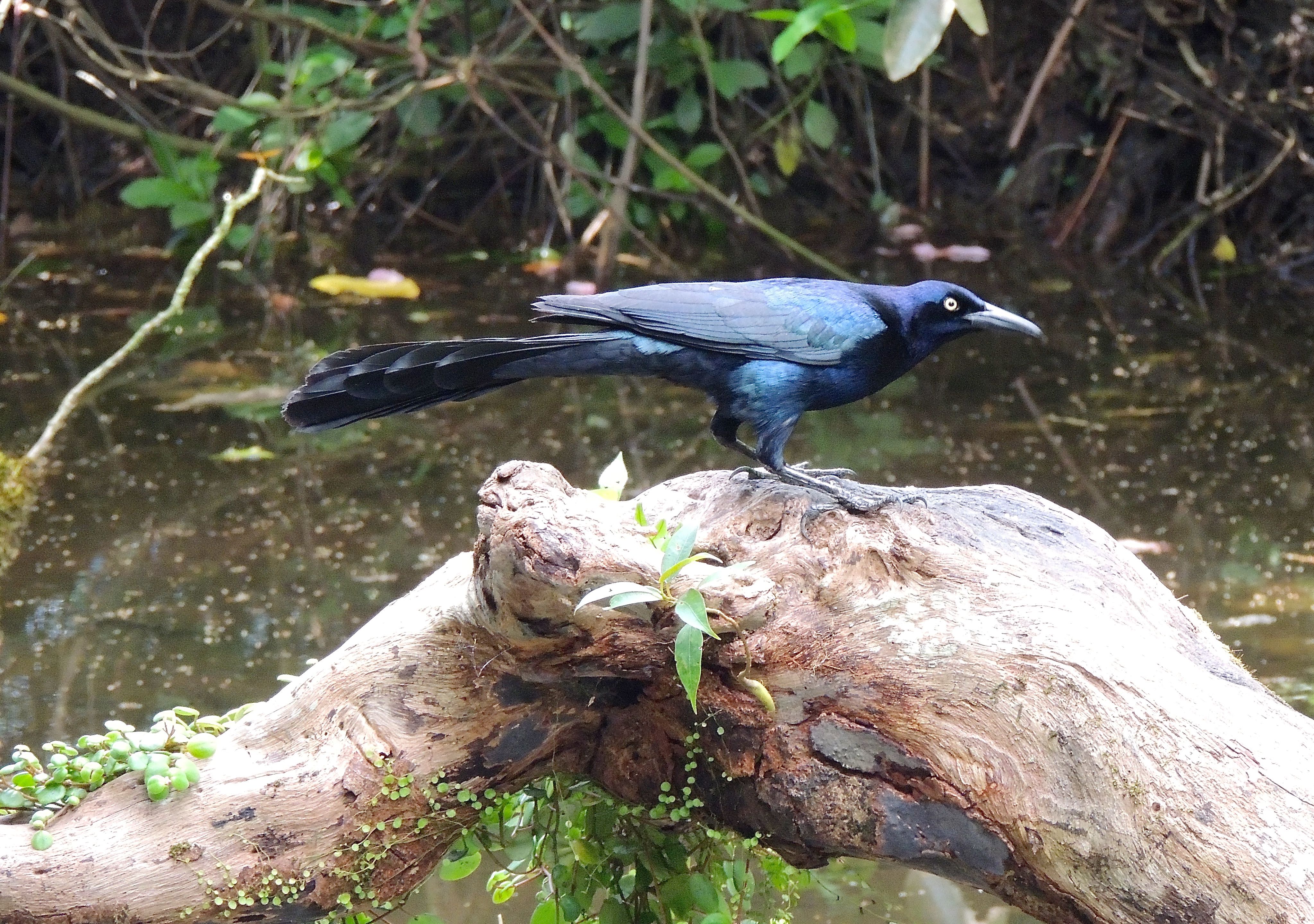 Great-tailed Grackle