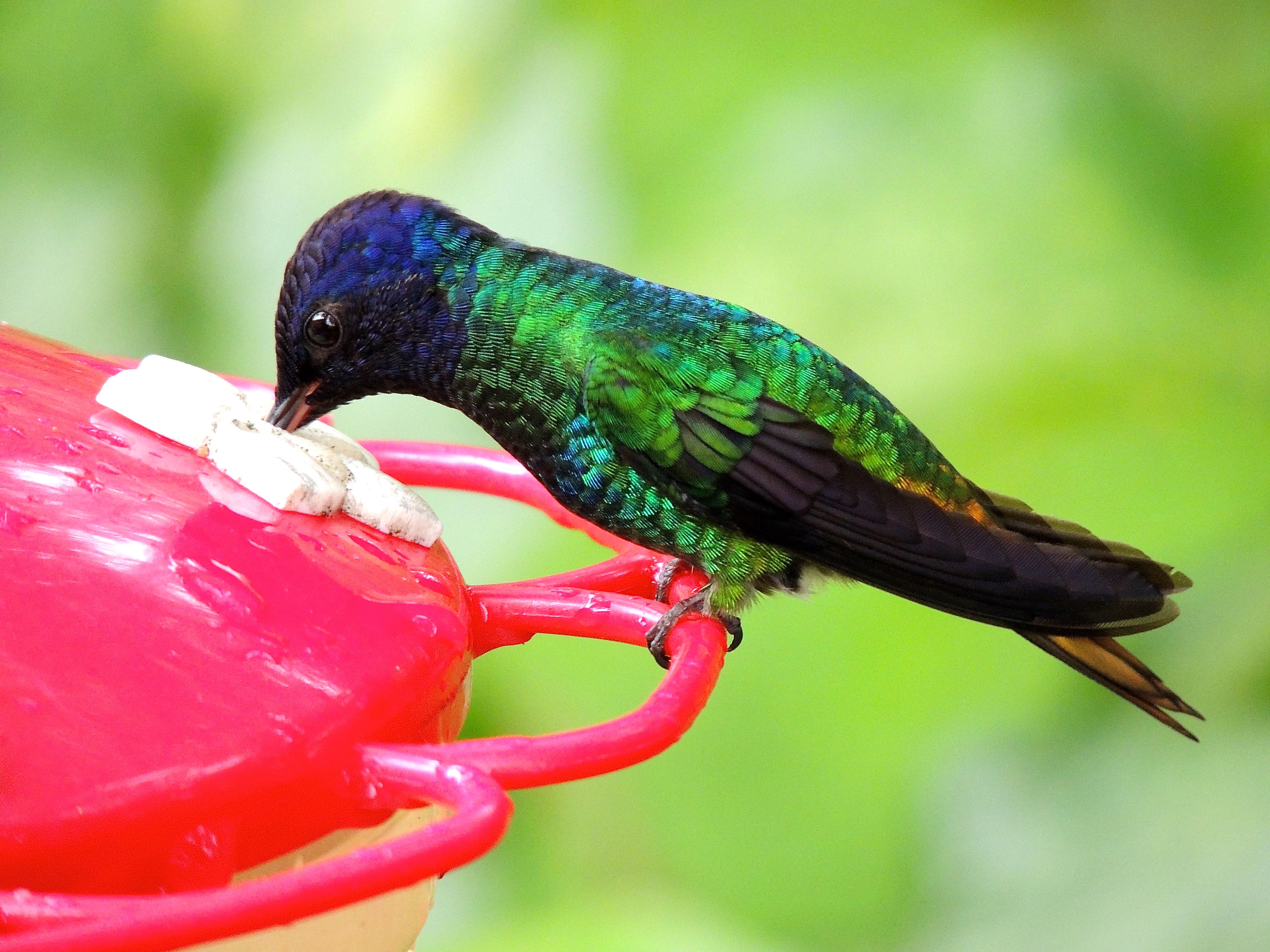 Golden-tailed Sapphire