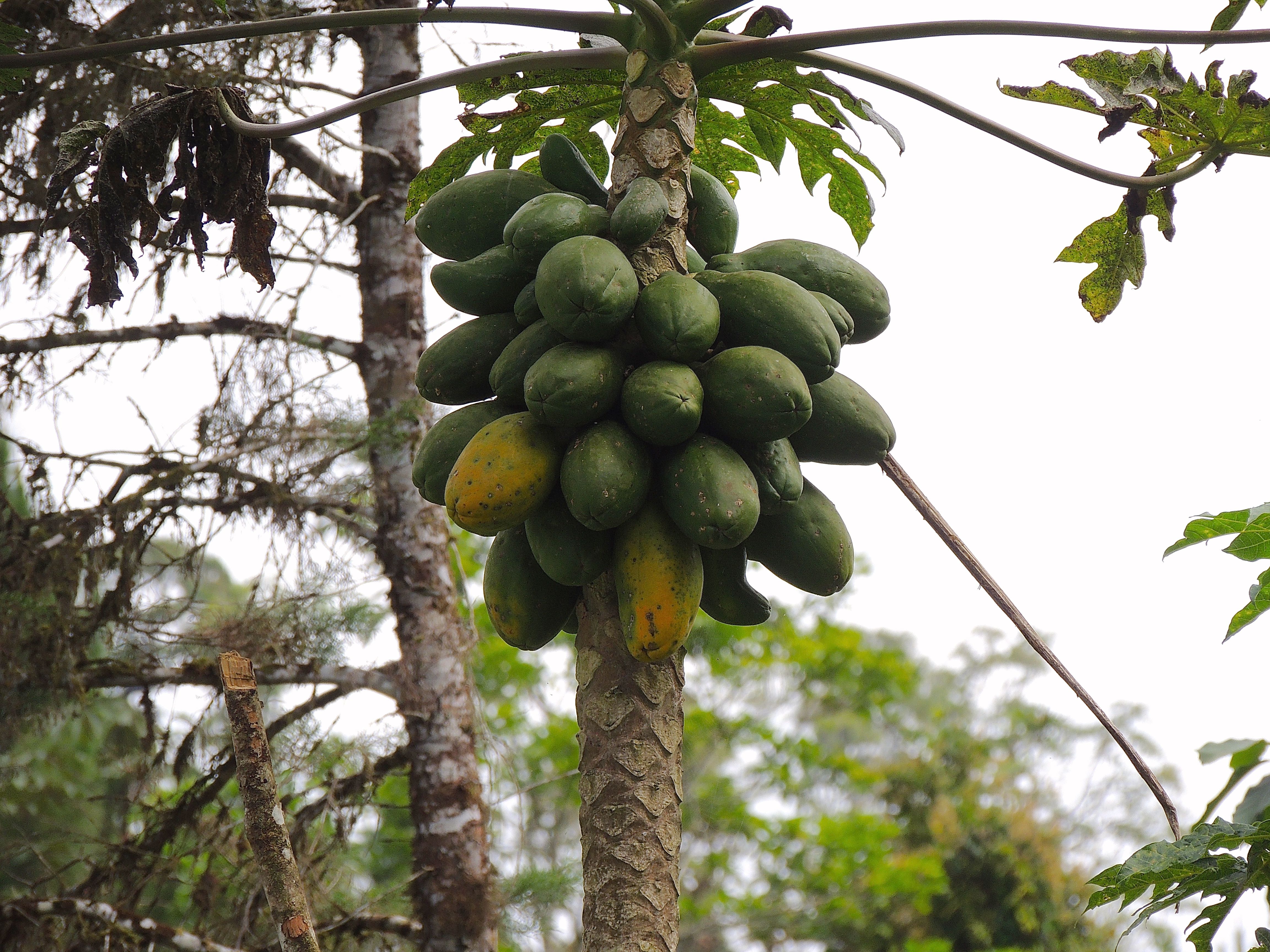 Guava Tree