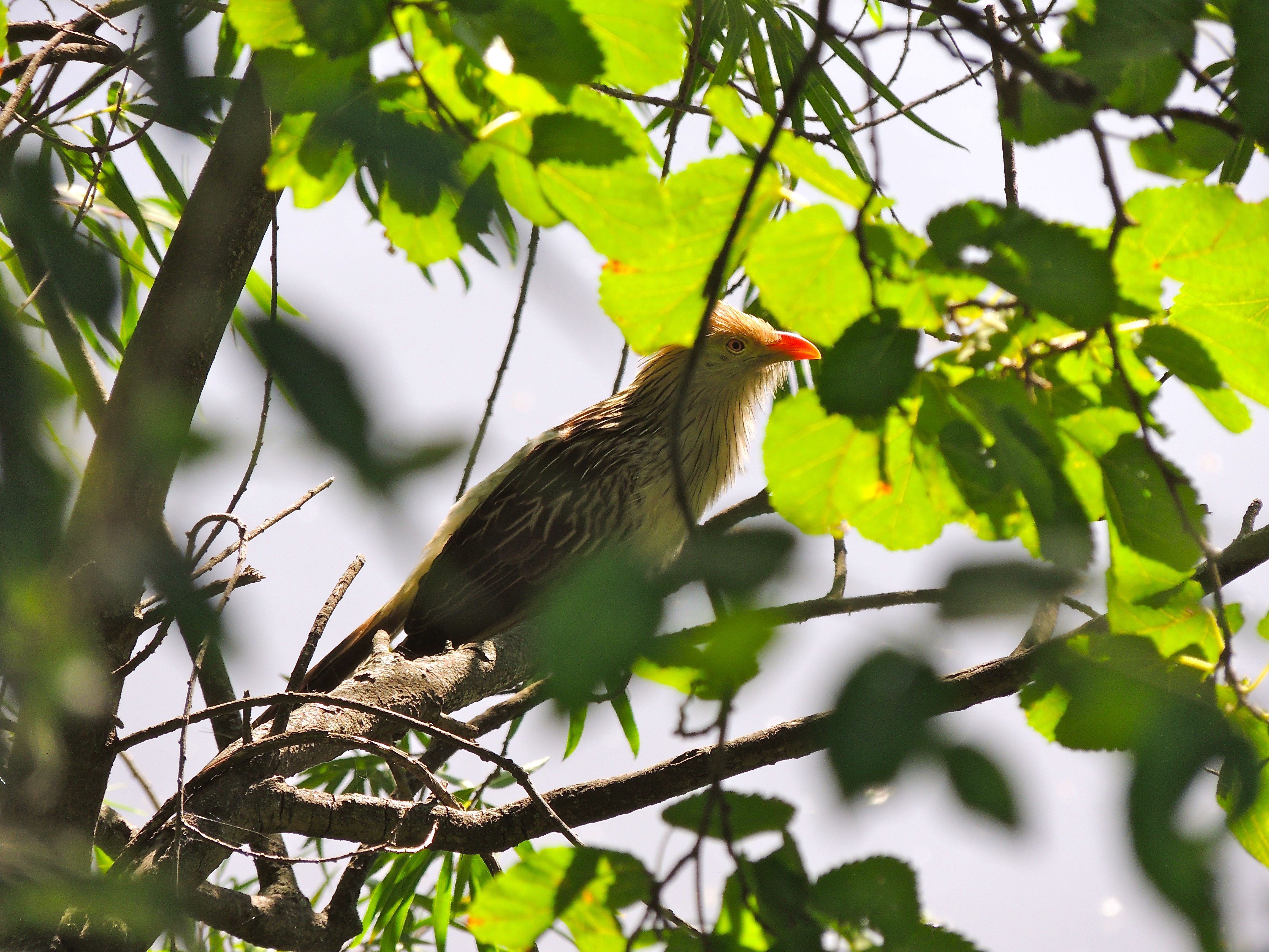 Guira Cuckoo