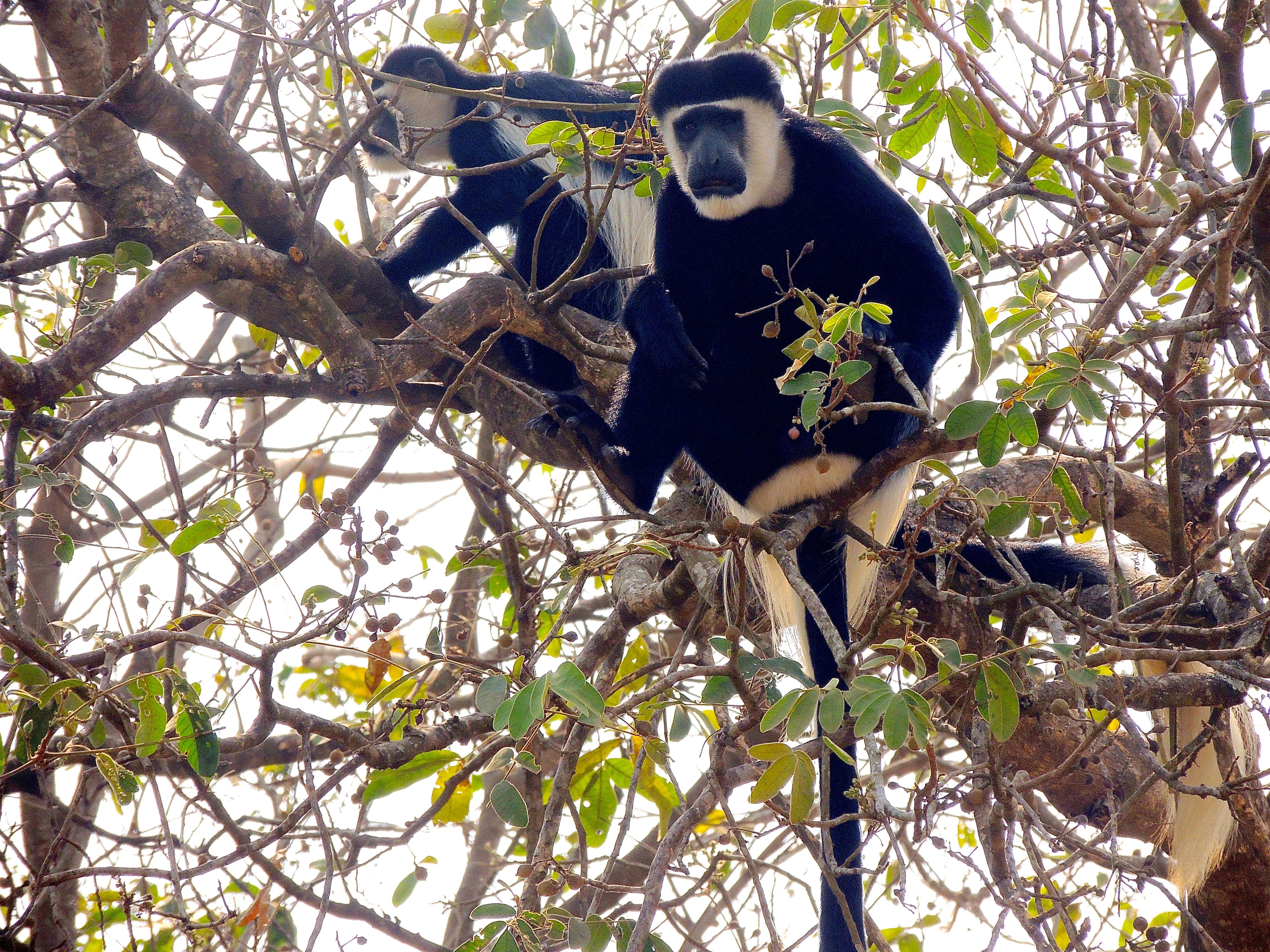 Guereza Black-and-white Colobuses