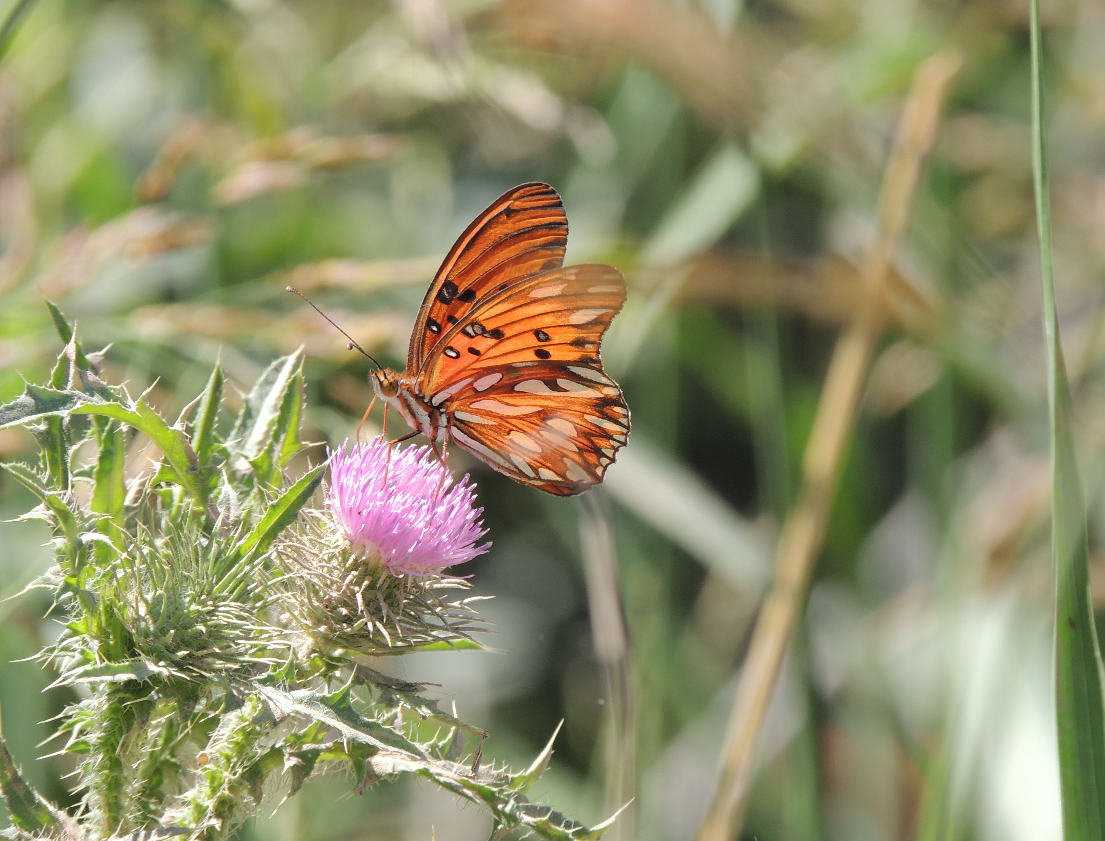 Gulf Fritillary