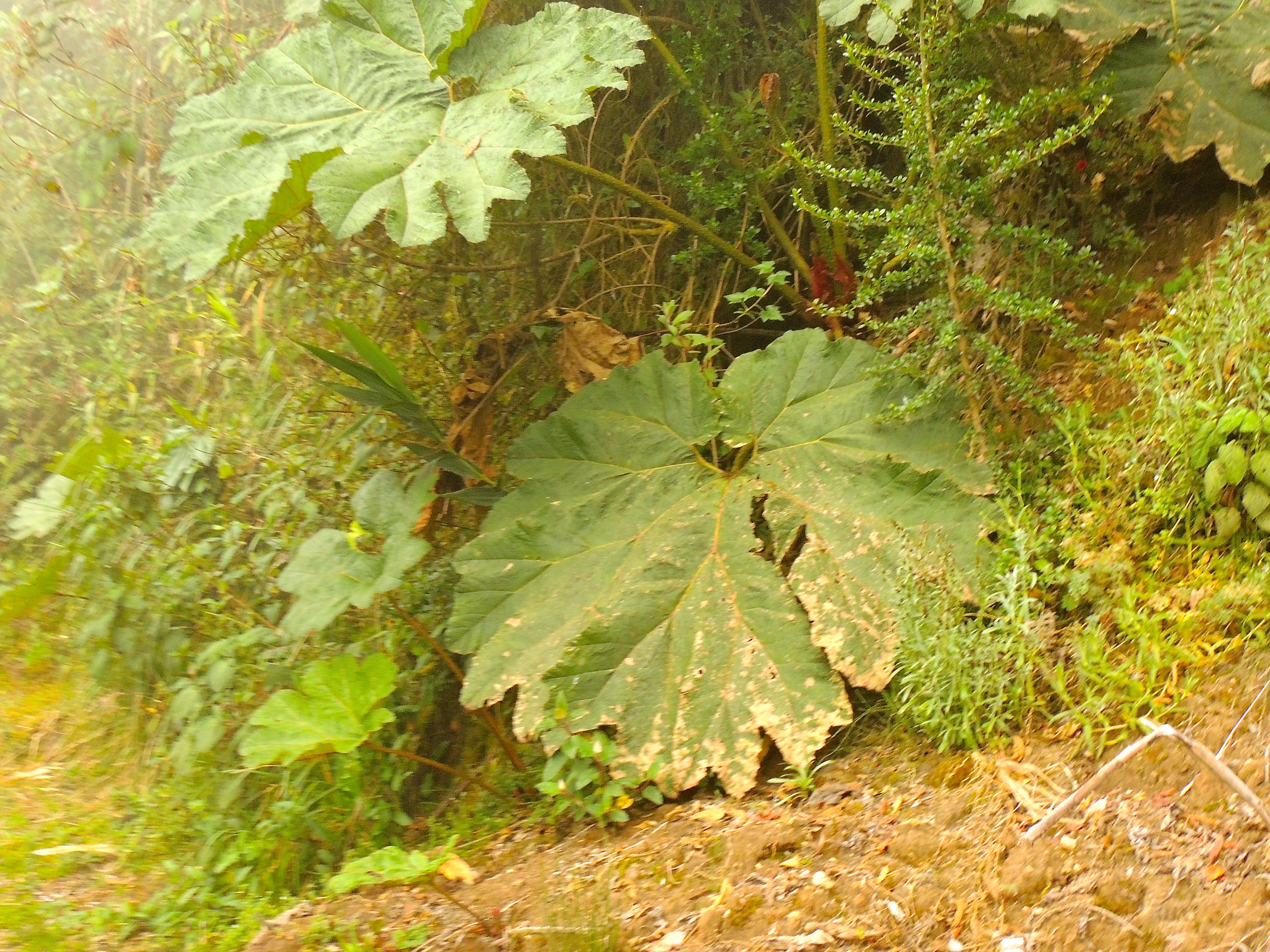 Gunnera