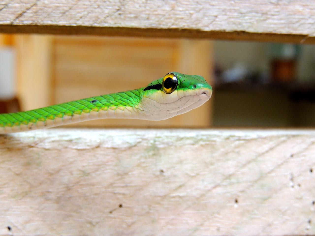 Green Vine Snake