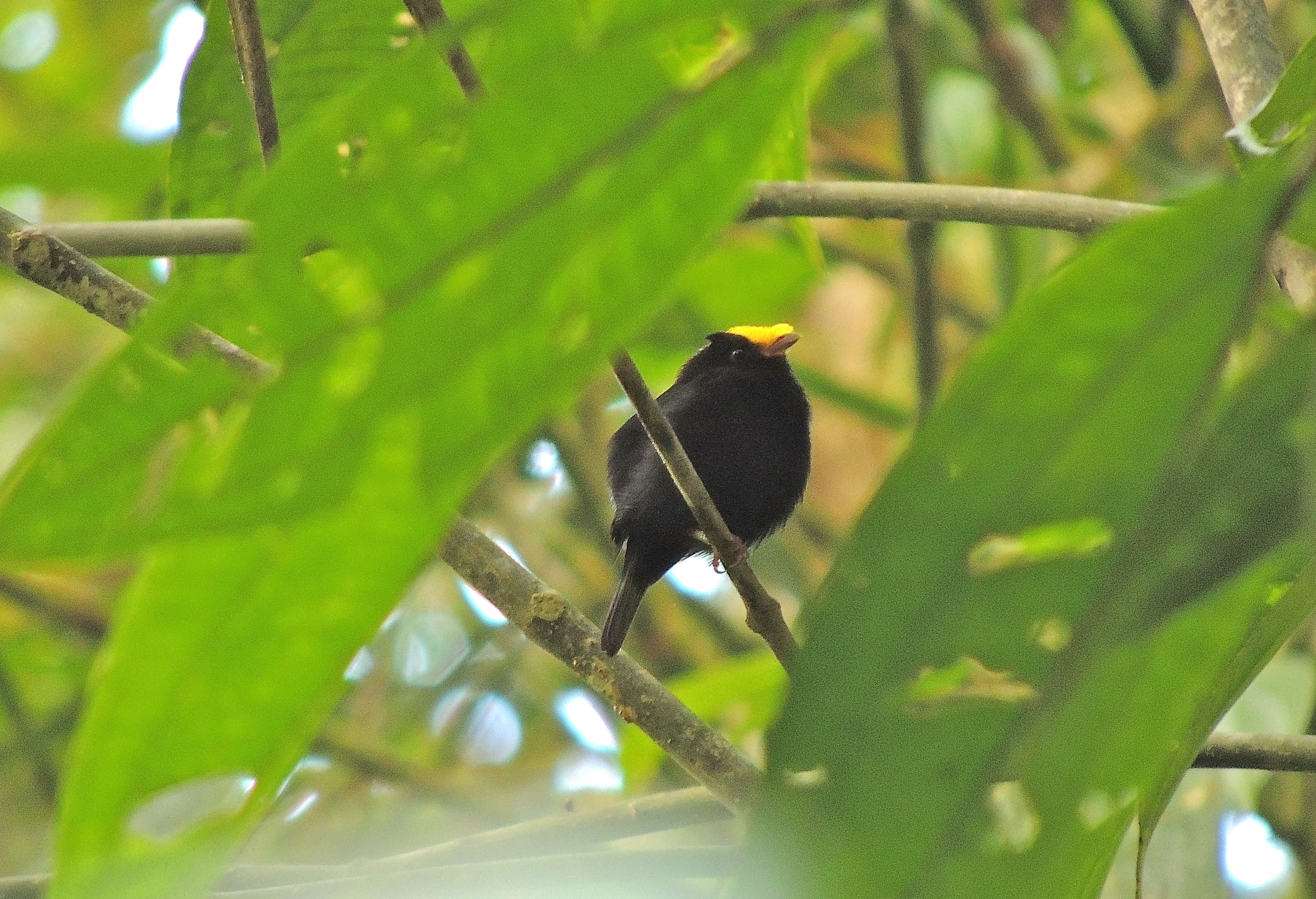 Golden-winged Manakin